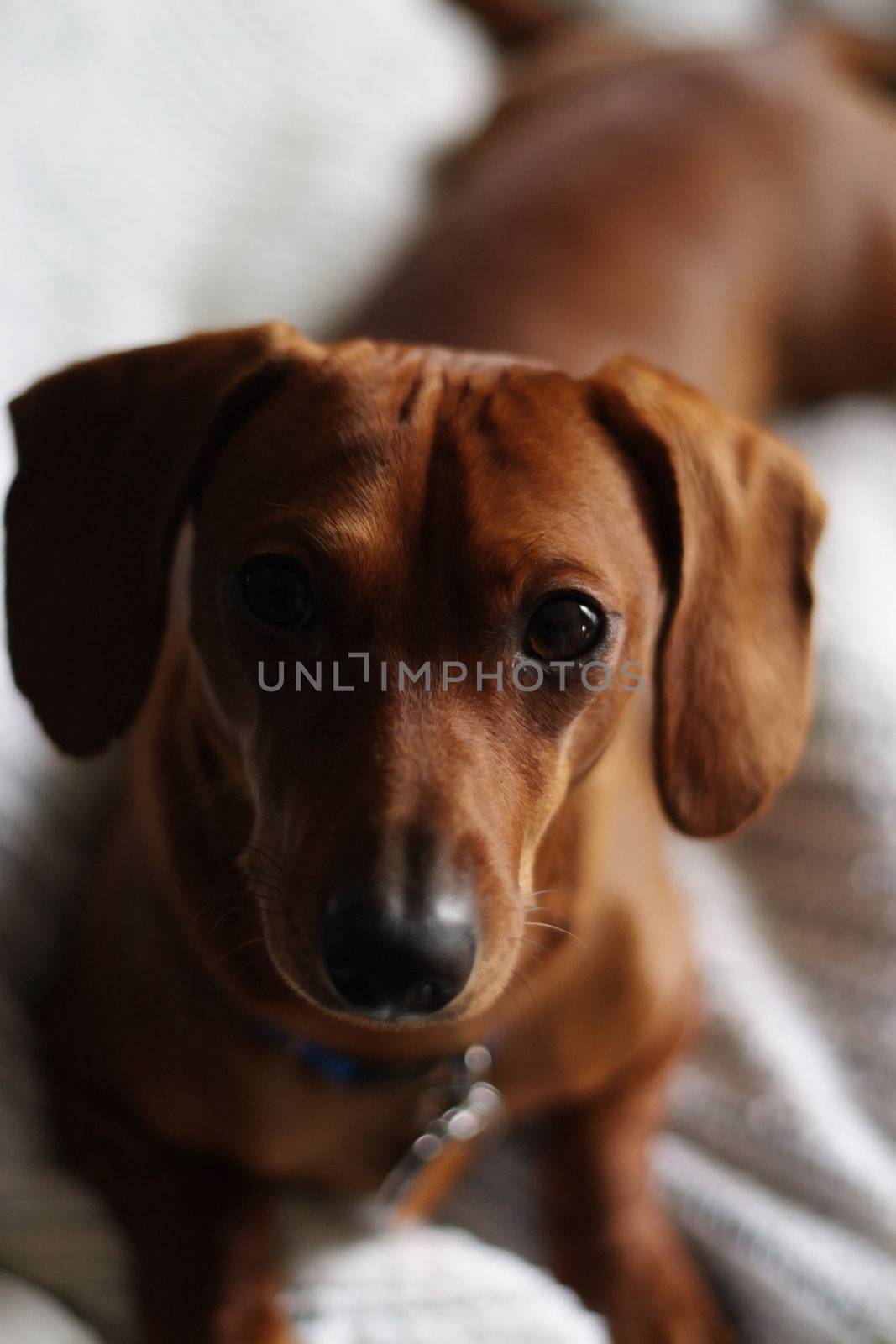 A miniature dachshund posing on a white blanket.