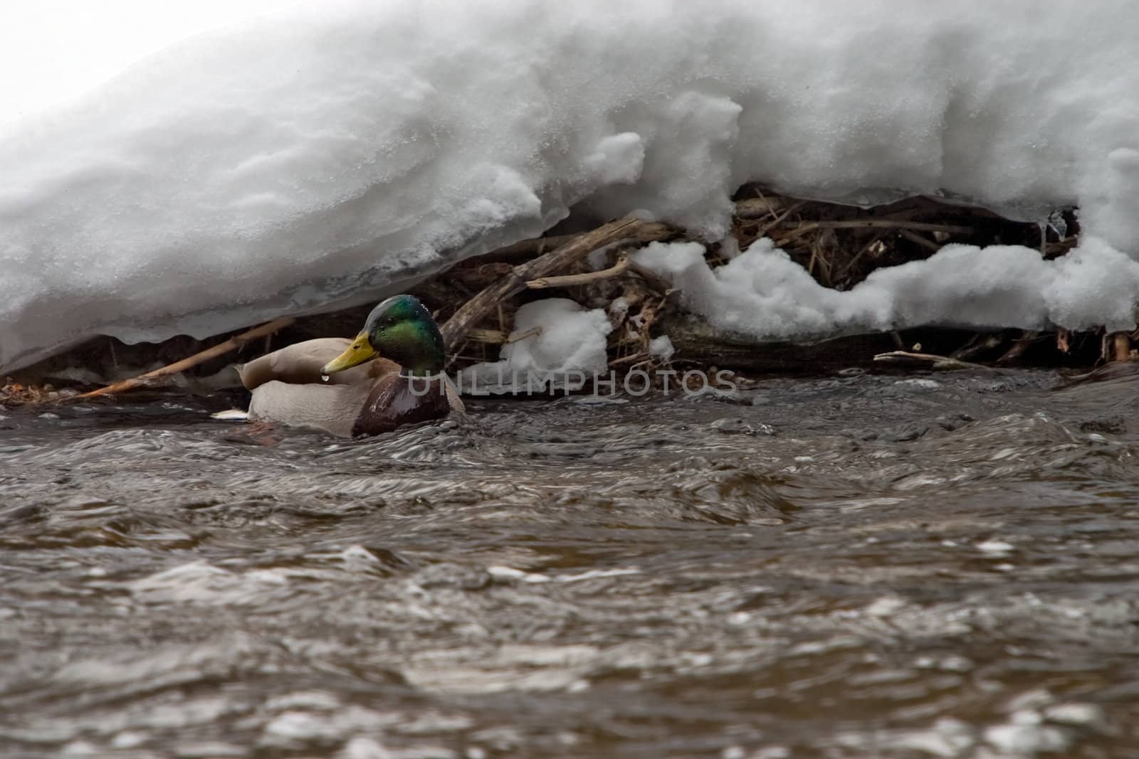 A cold, wet duck swimming in a stream, with an accumulation of snow behind.