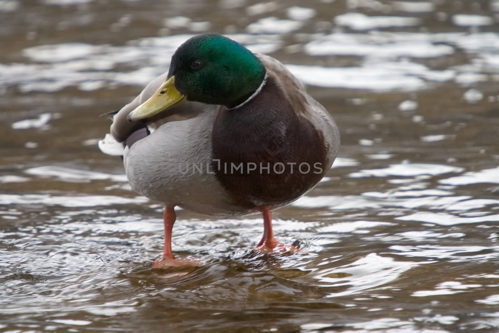 A duck standing in water, looking about.