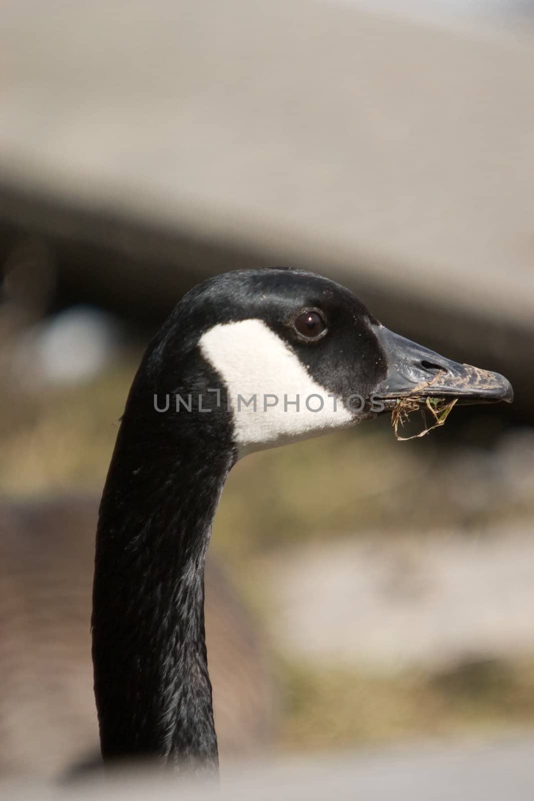 Closeup of the head and neck of a Canada goose.