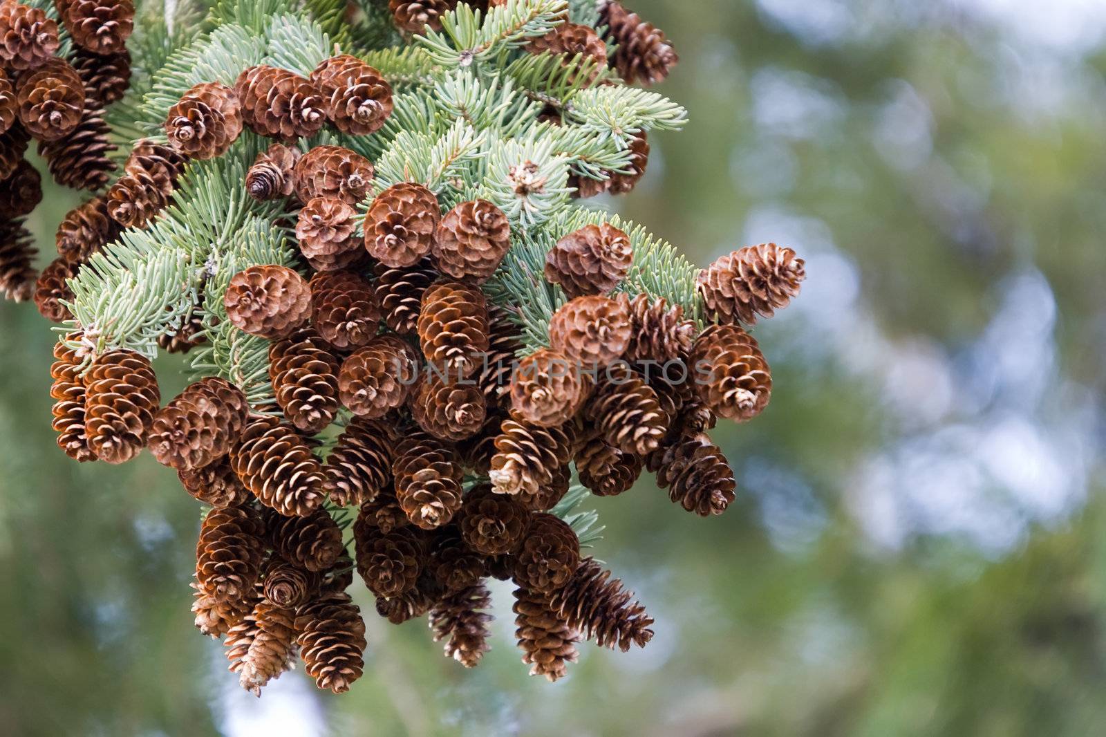 Closeup of pine cones, still on the branch, with a blurred background.