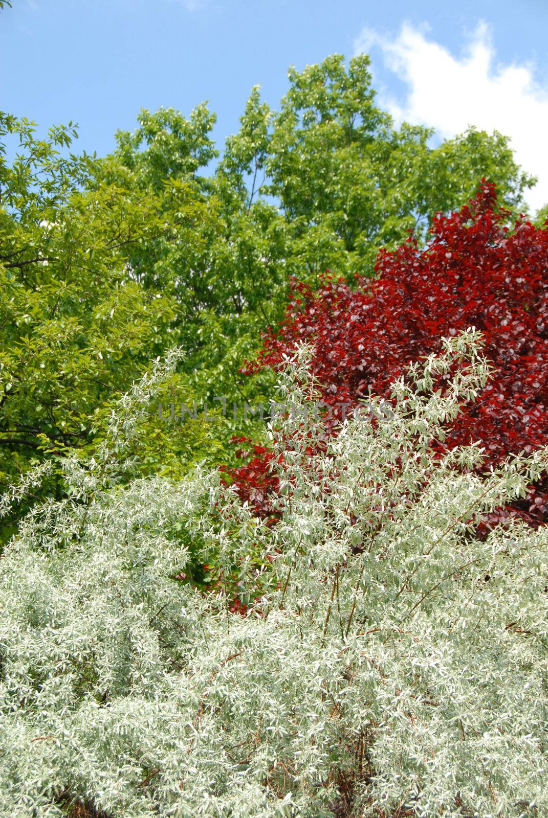 colorful tree leaves at spring over blue sky background