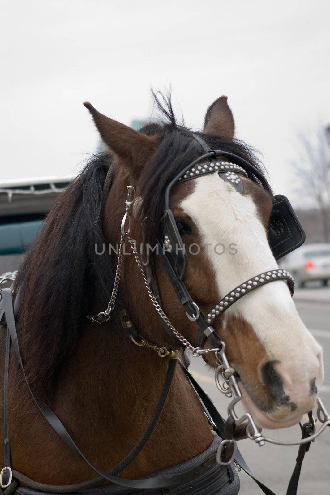 A portrait of a horse as he waits for his next fare.