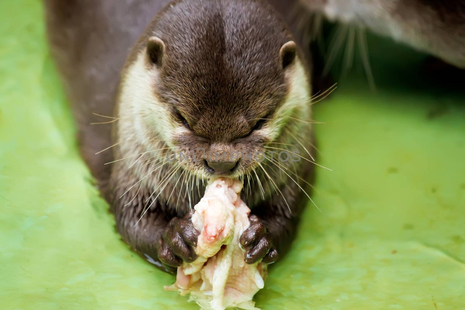 Otter in the water, eating fish  by artush