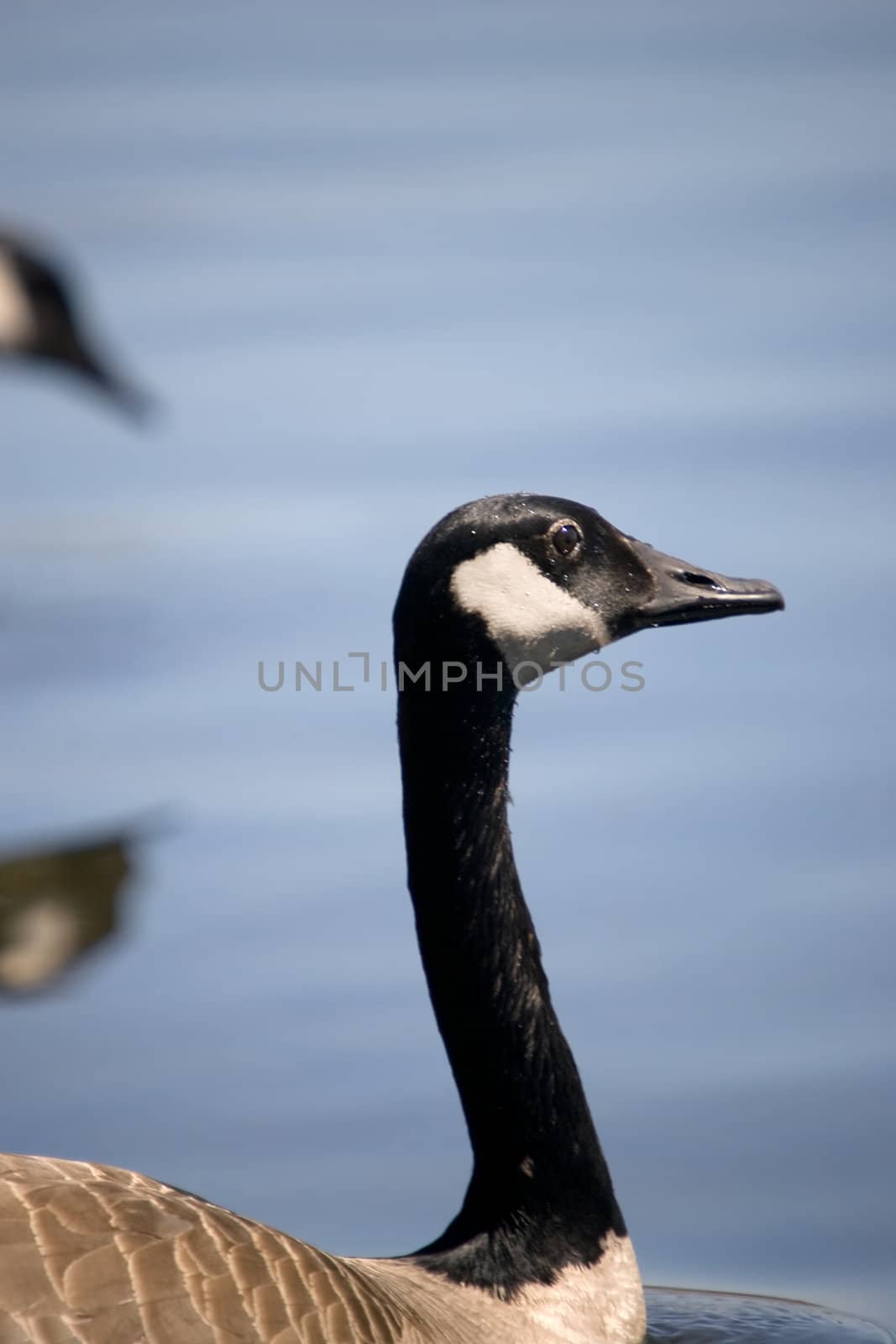 A closeup of a Canada Goose, with a blue water background.