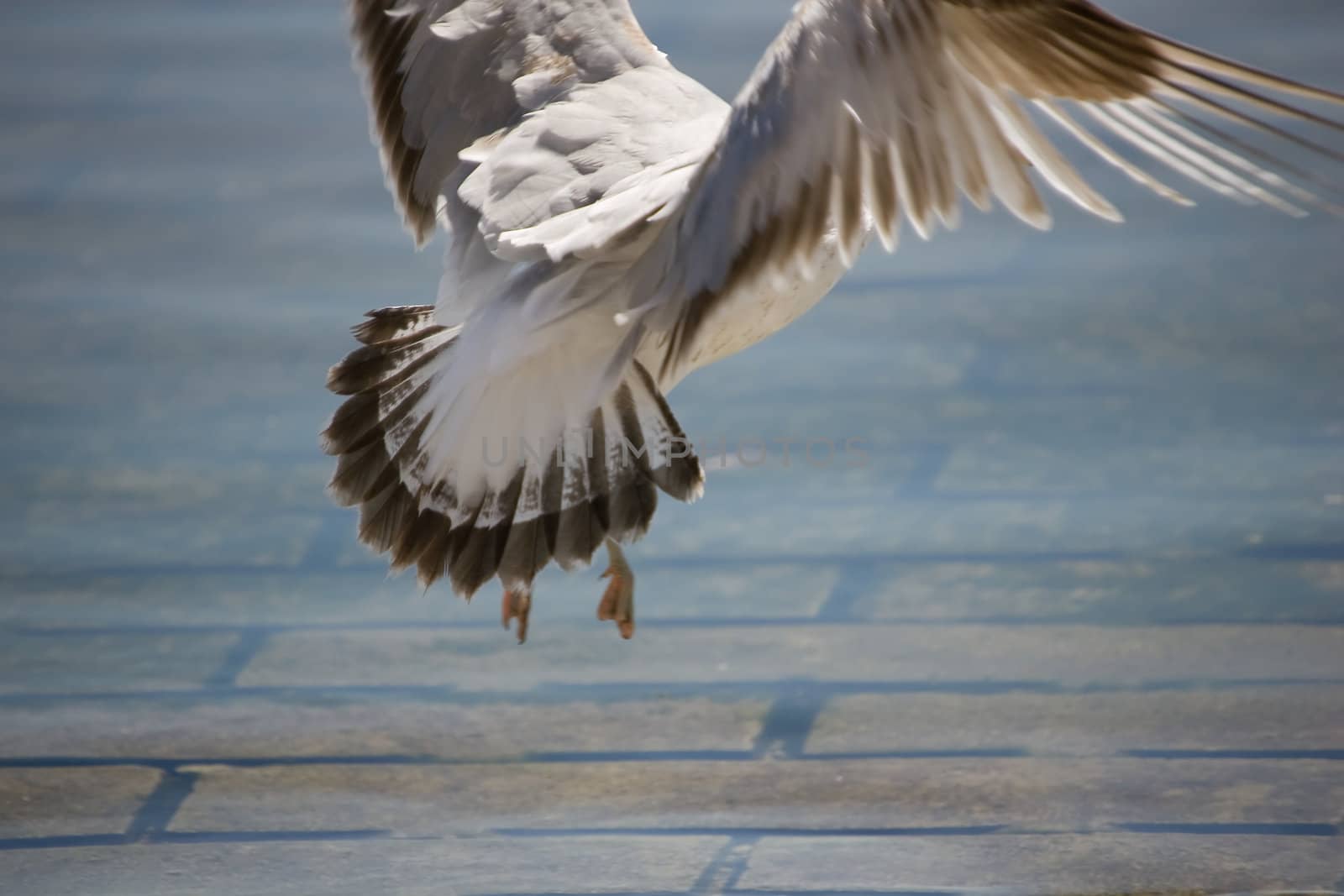 A seagull coming in for a landing on water.