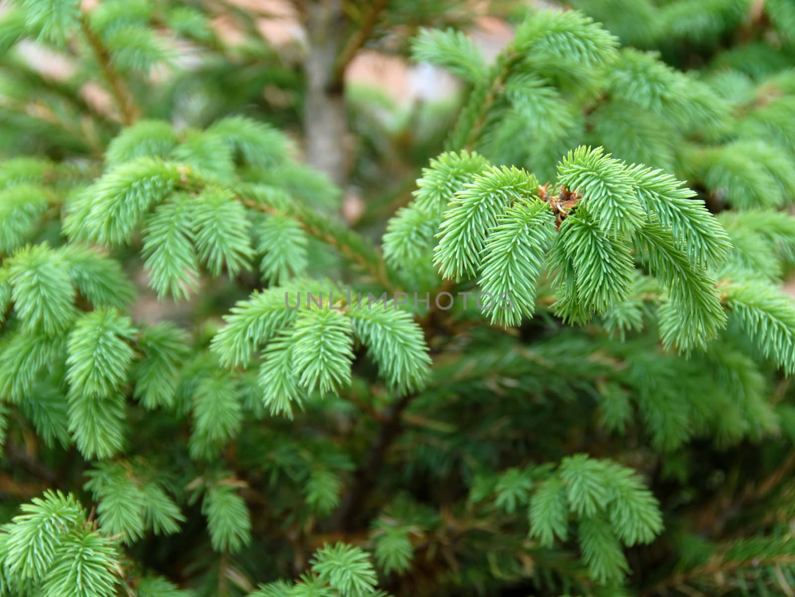 young green fir branch at spring over green blur background