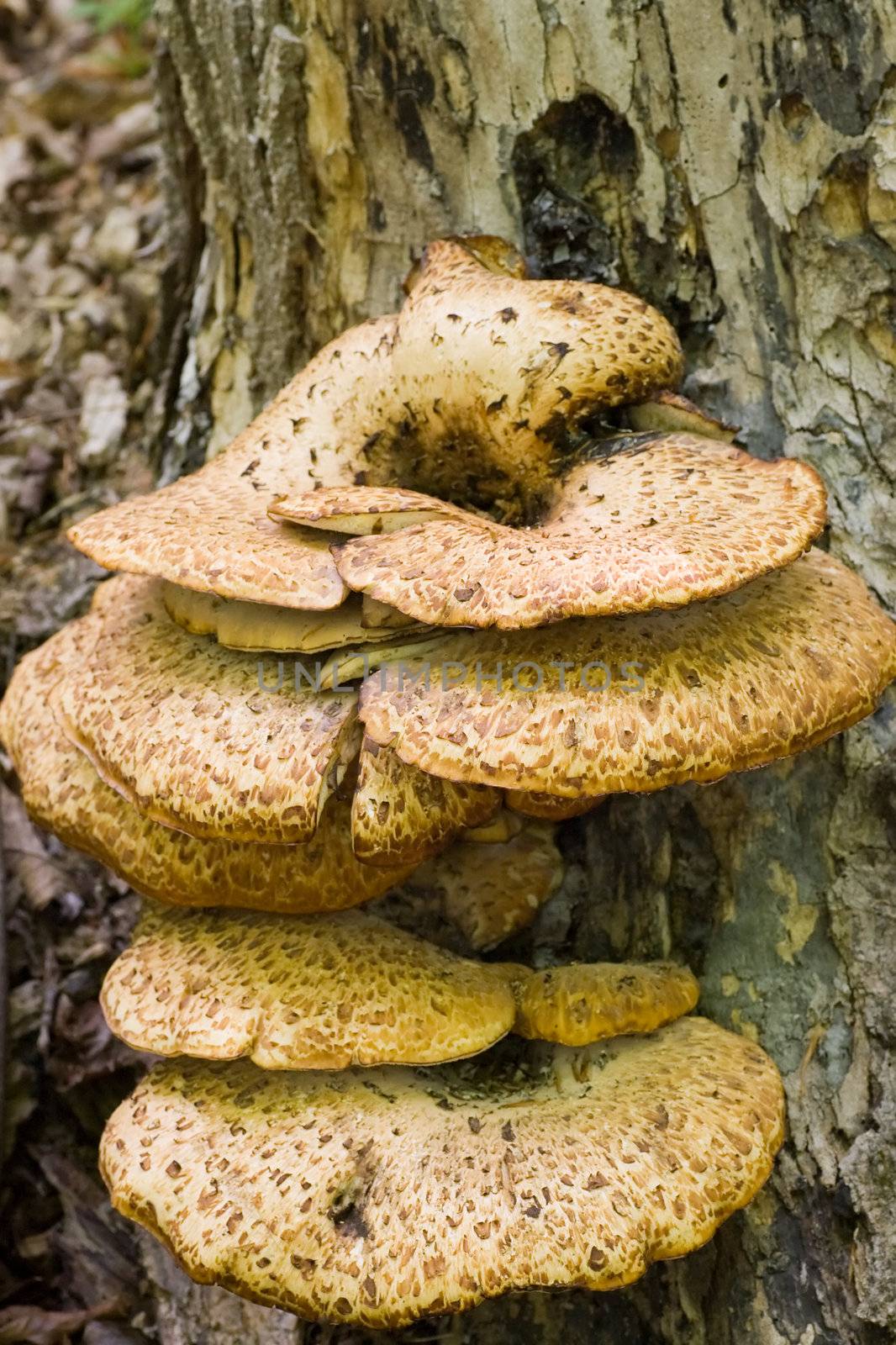 Closeup of a mushroom or fungus growing on the trunk of a tree.