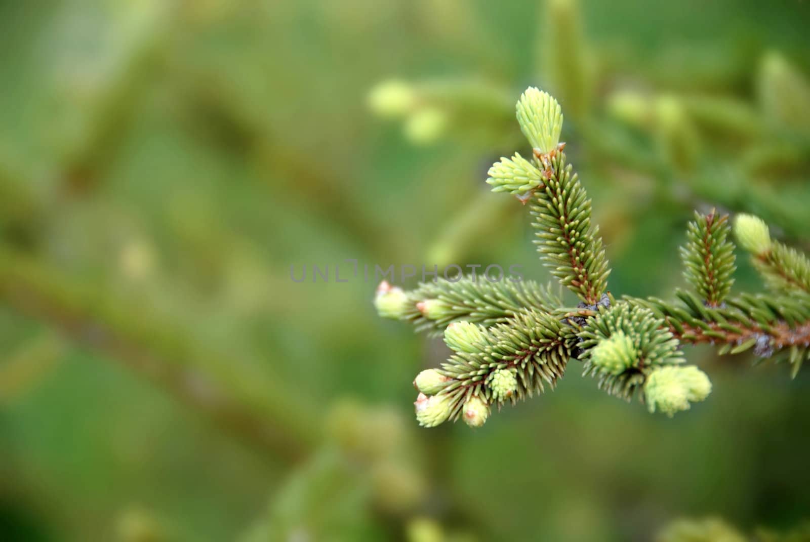 young green fir branch at spring over green blur background