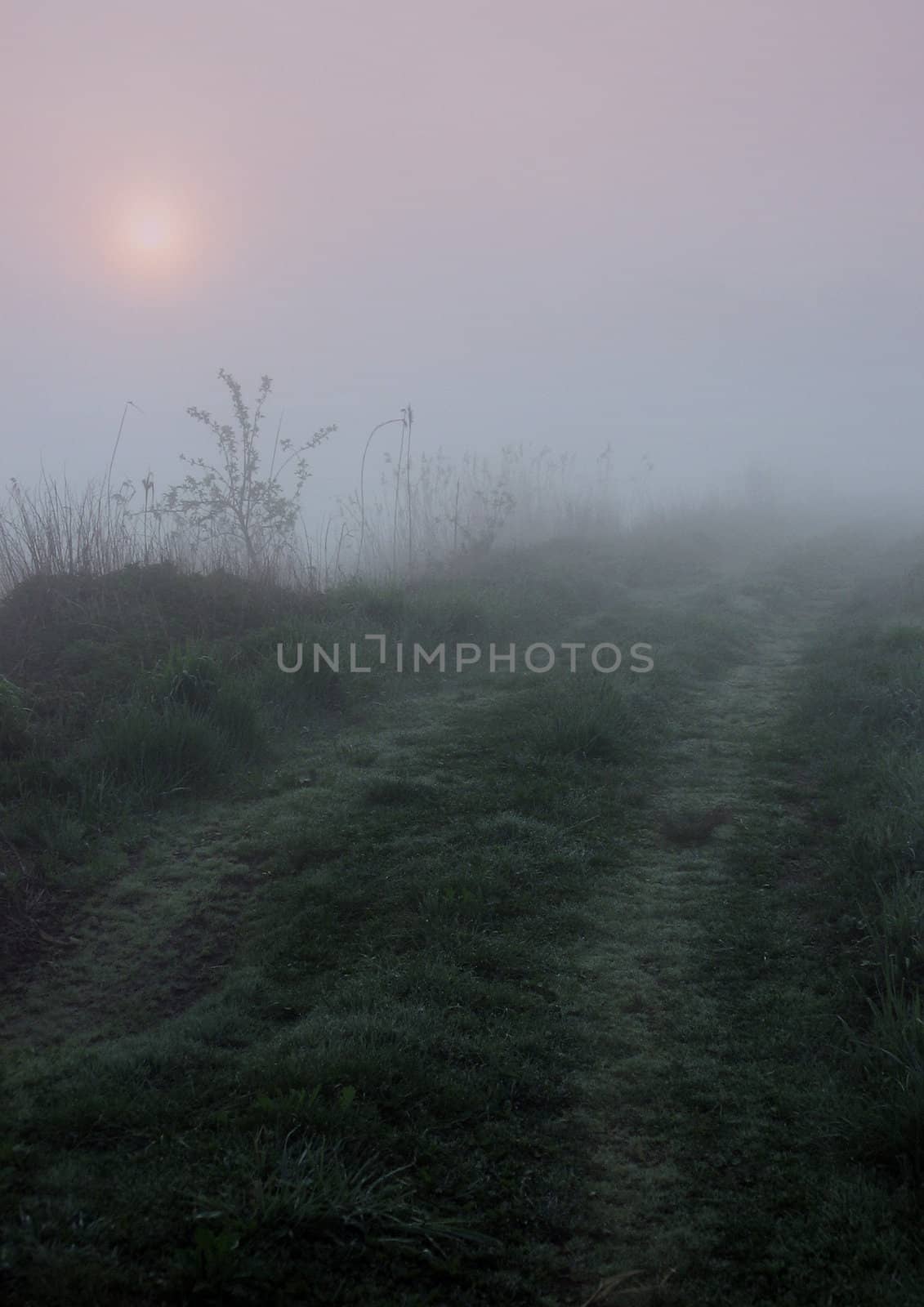 Early morning sunrise with mist on the field