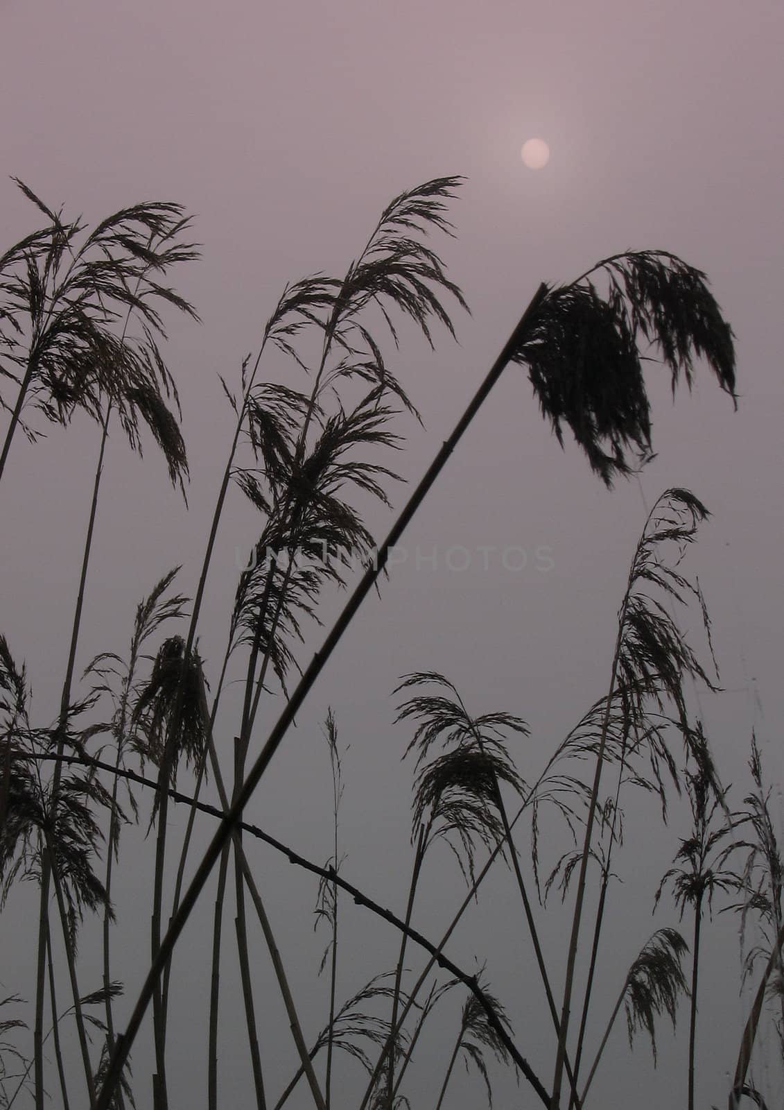 Early morning sunrise with mist on the field