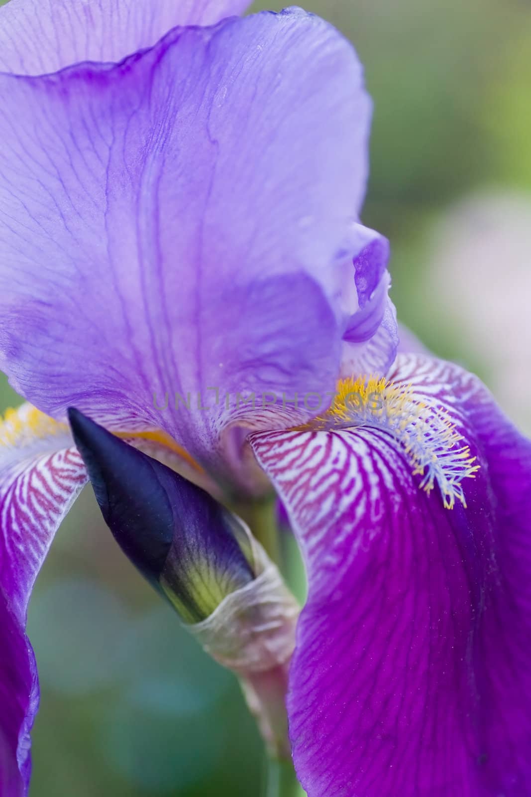 Closeup Macro shot of a purple blue iris.