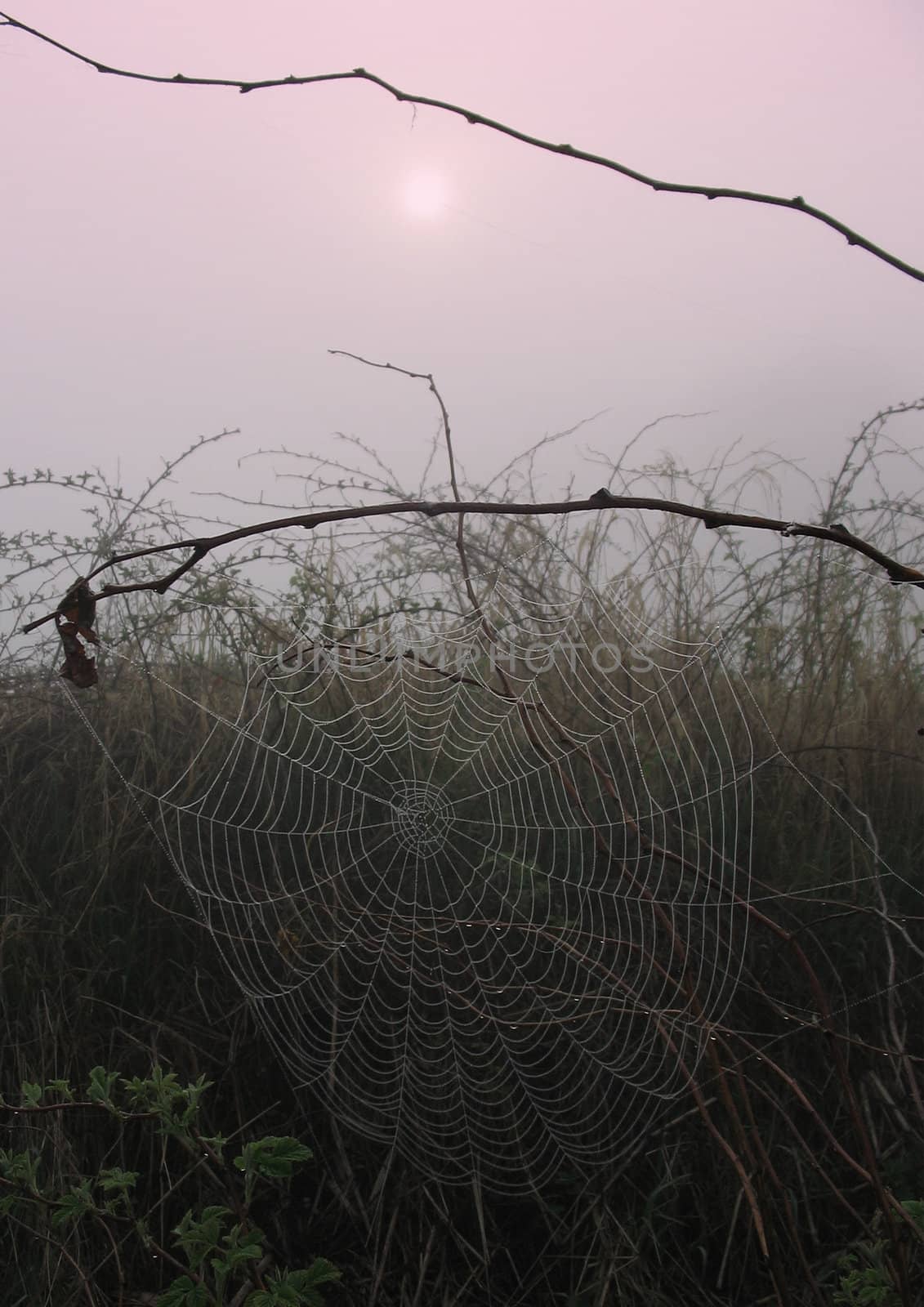 Early morning sunrise with mist on the field