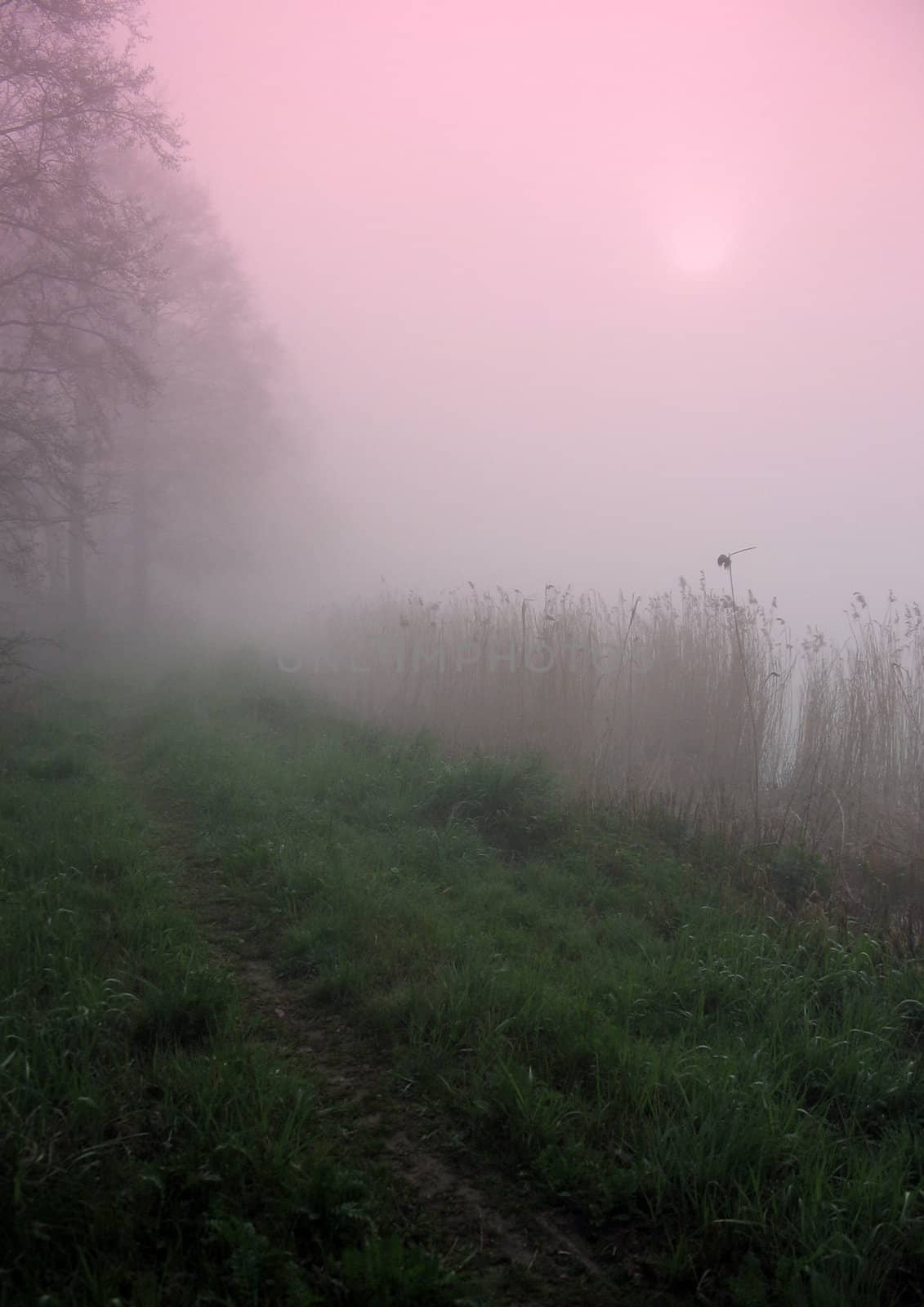 Early morning sunrise with mist on the field