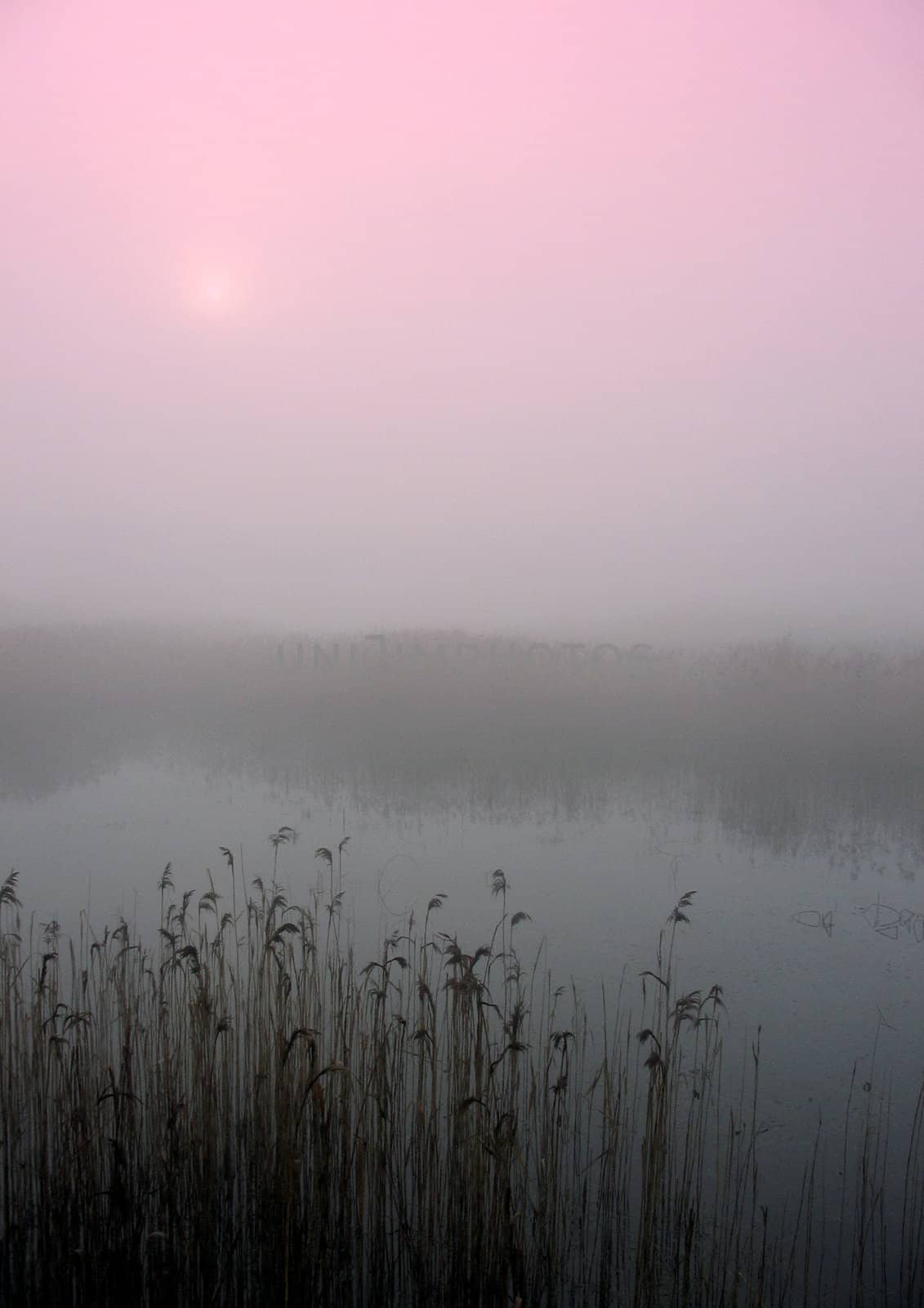 Early morning sunrise with mist on the field