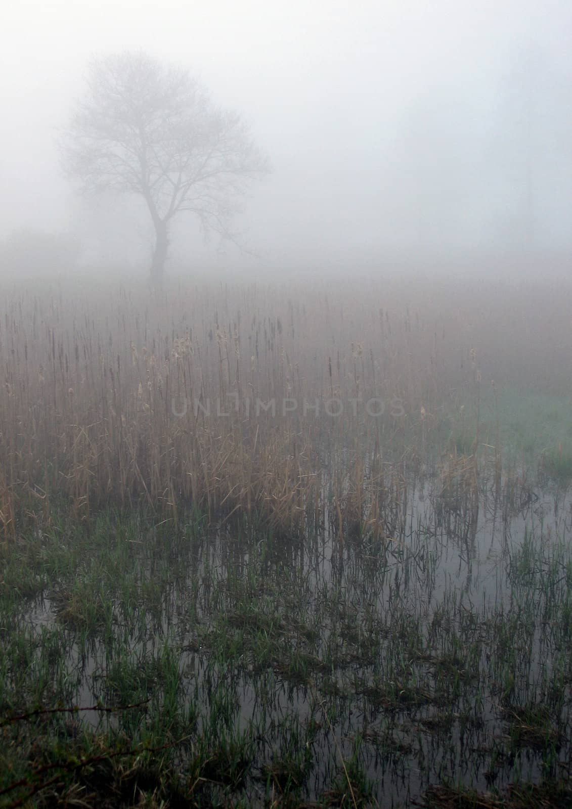 Early morning sunrise with mist on the field