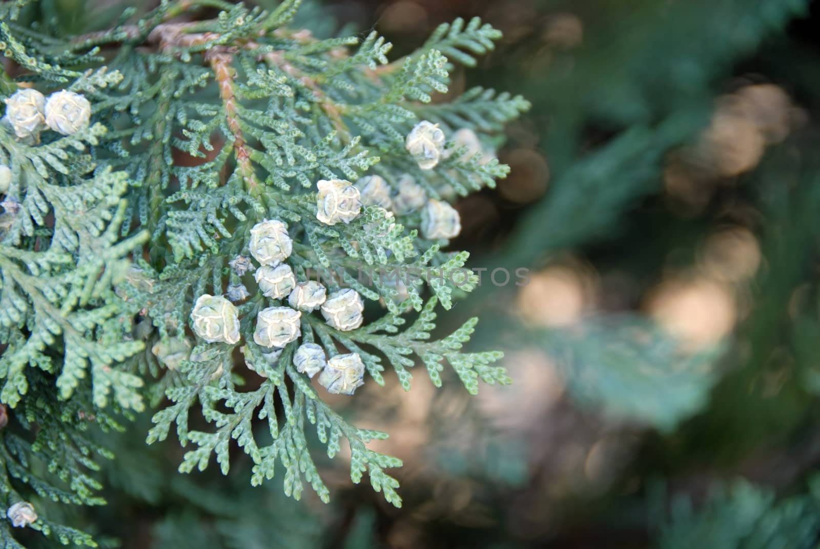 young green thuja branch at spring over green blur background