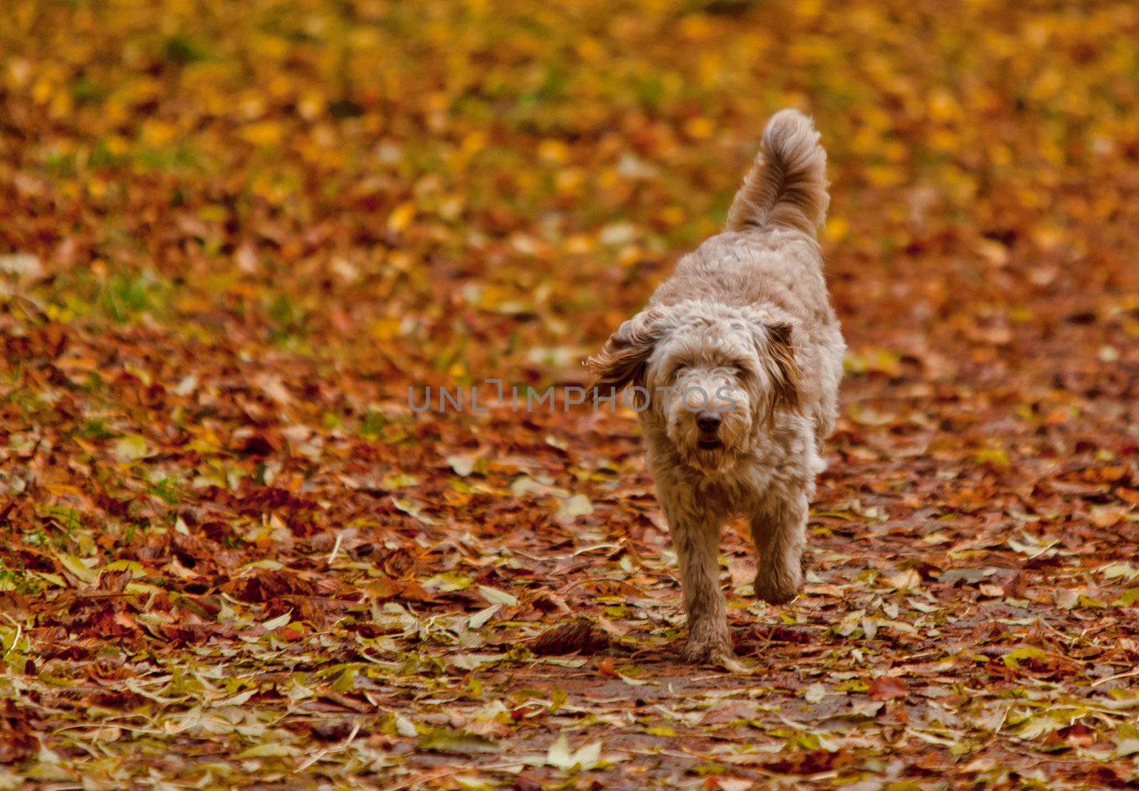 Herbst by aidasonne