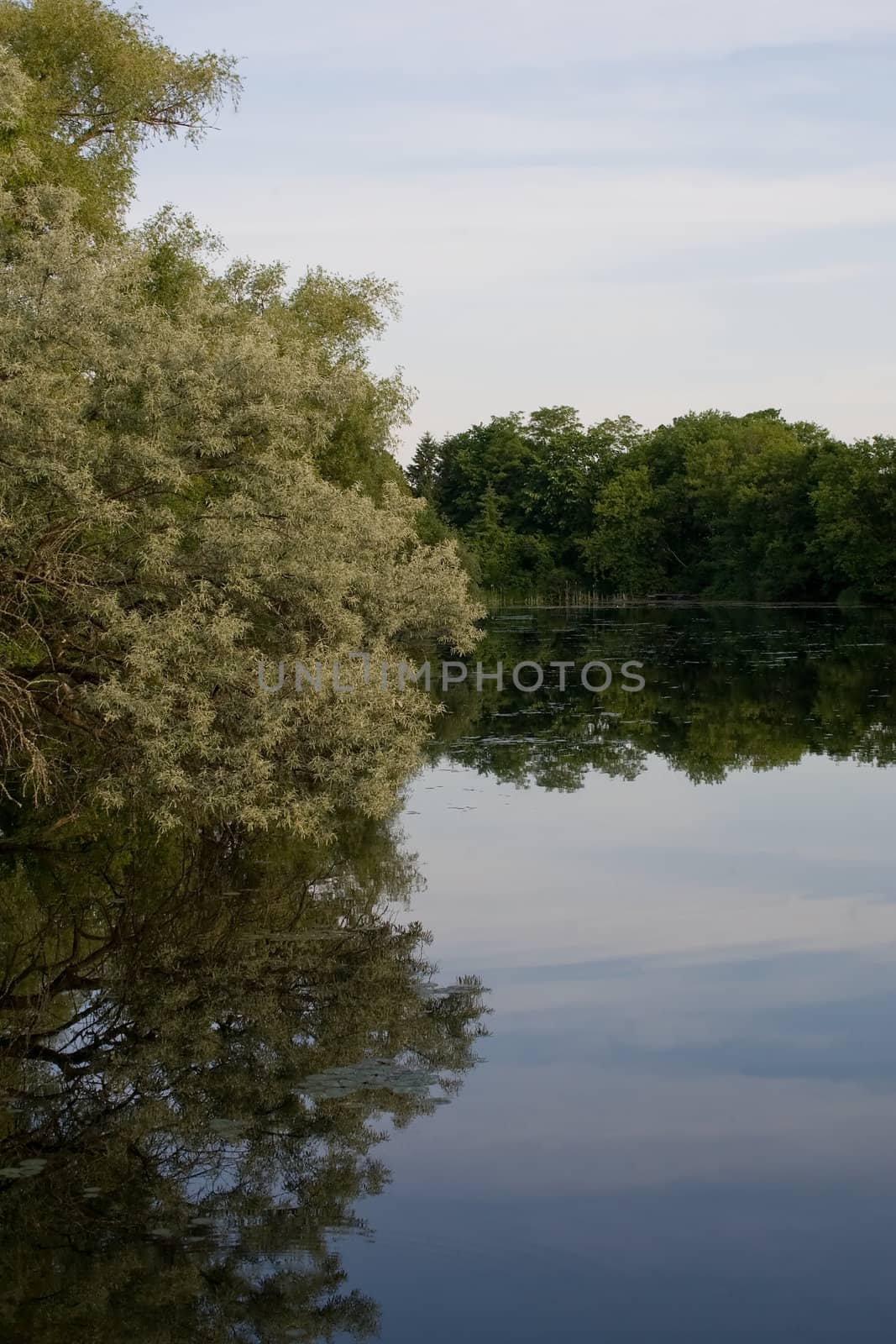 Large tree on the left side overhanging a pond with full reflection of the tree and sky.