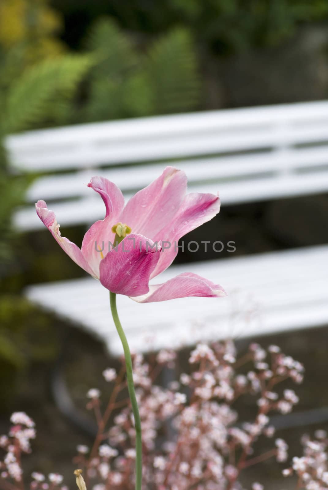 Pink tulip fading away; white bench in the background.