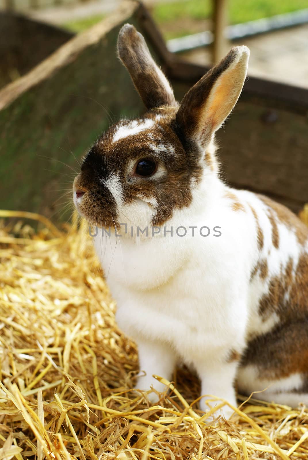 Close up of a sweet rabbit sitting in straw.