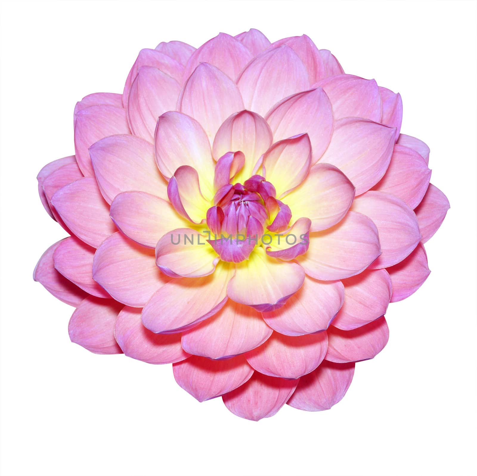 Waterlily Dahlia Variety isolated with clipping path           