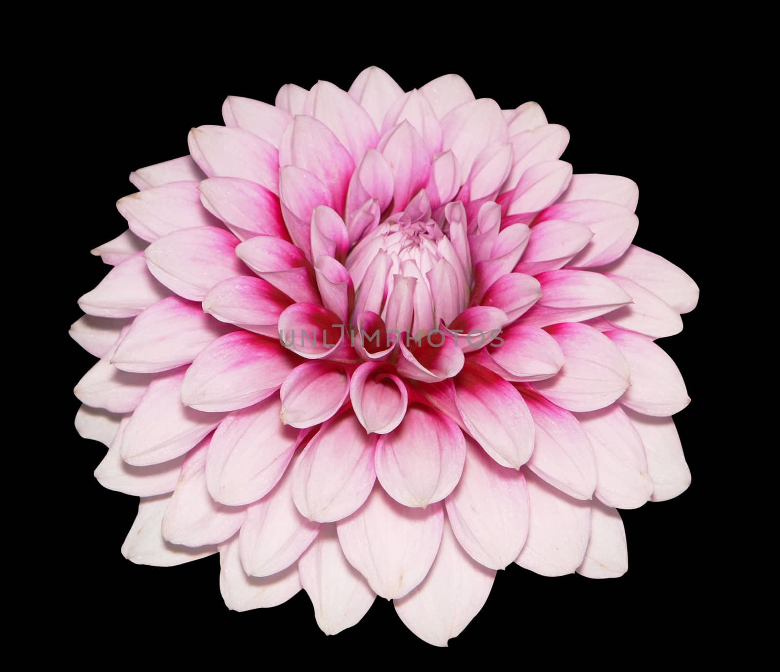 Pink Dahlia isolated with clipping path        