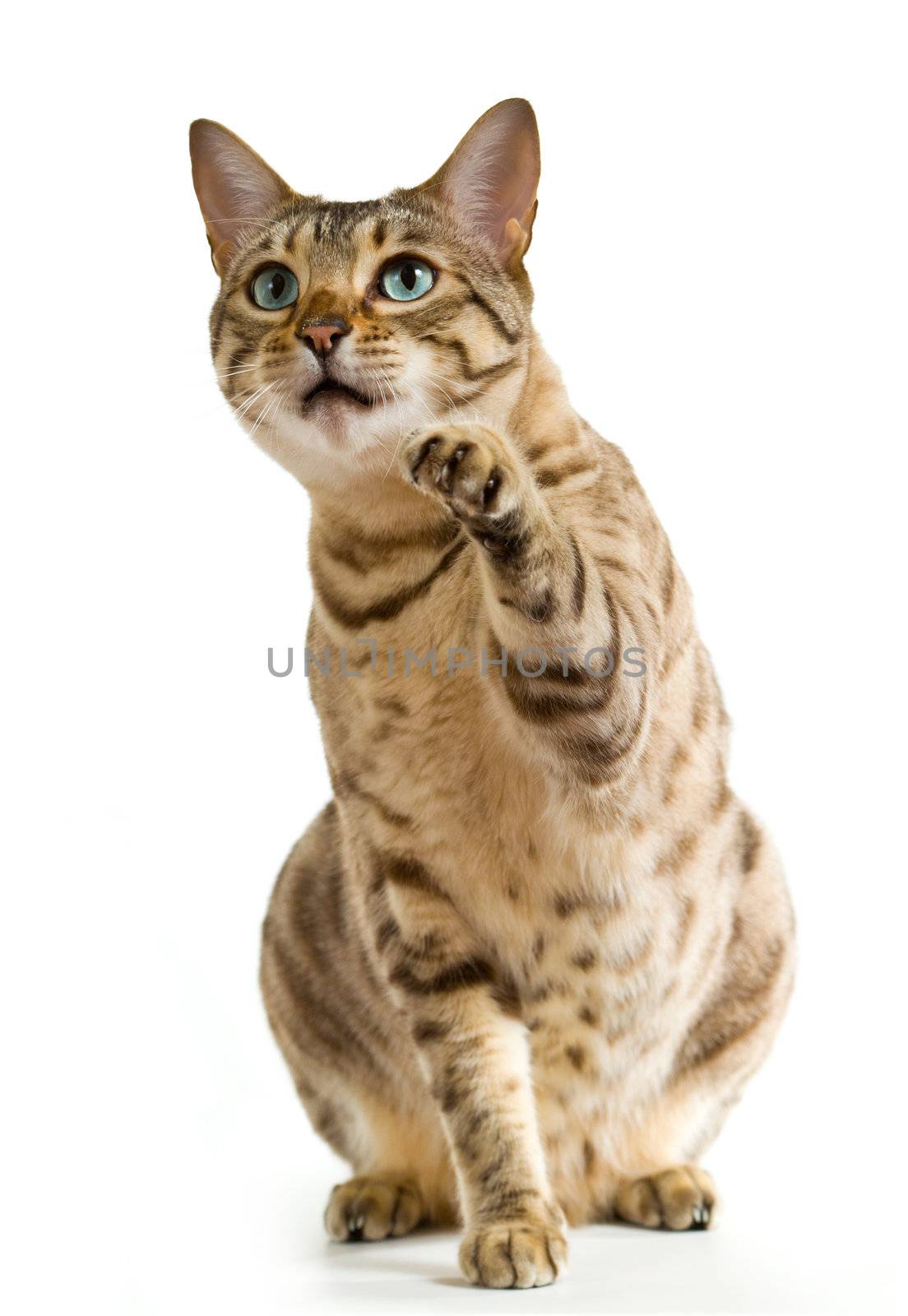 Young bengal cat or kitten clawing at the air while looking upwards towards some food