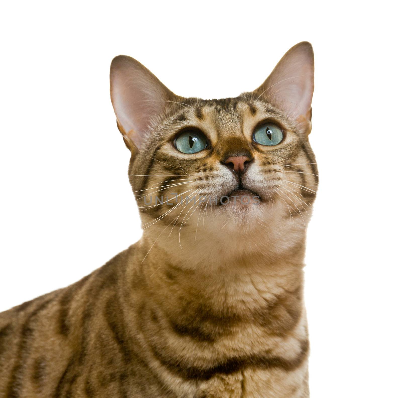 Young bengal cat or kitten looking upwards towards some food