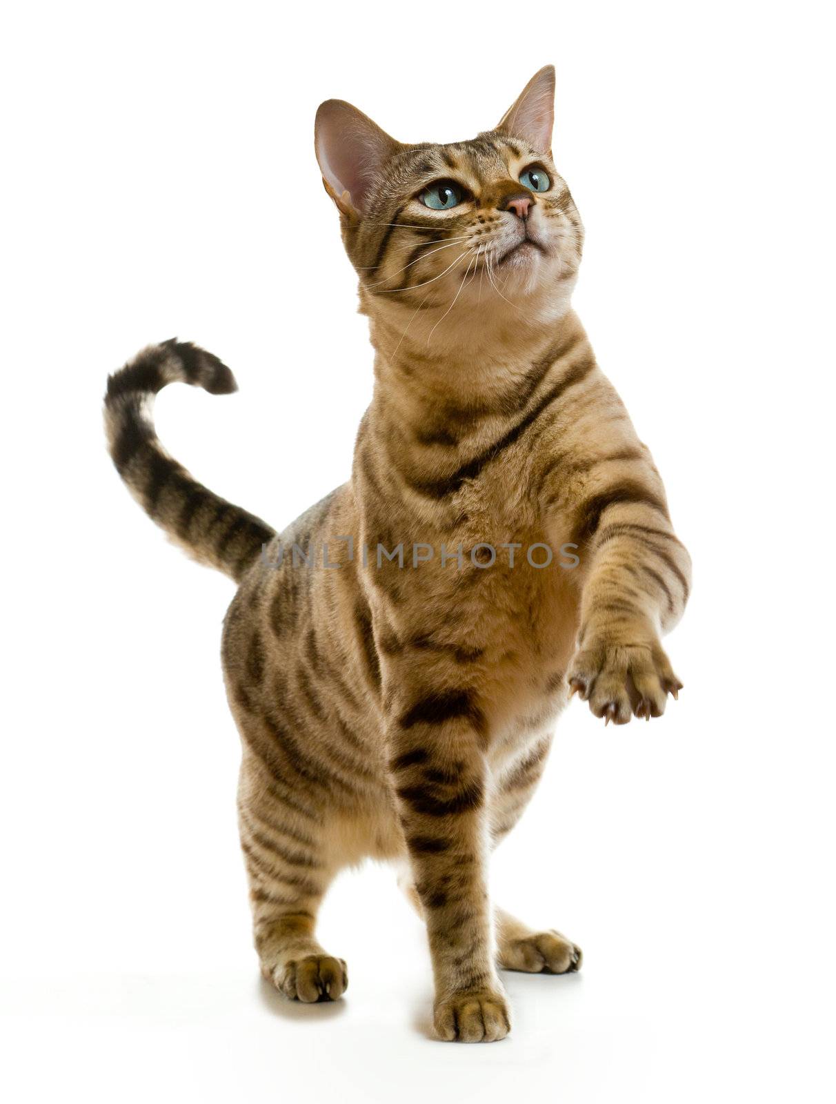 Young bengal cat or kitten clawing at the air while looking upwards towards some food