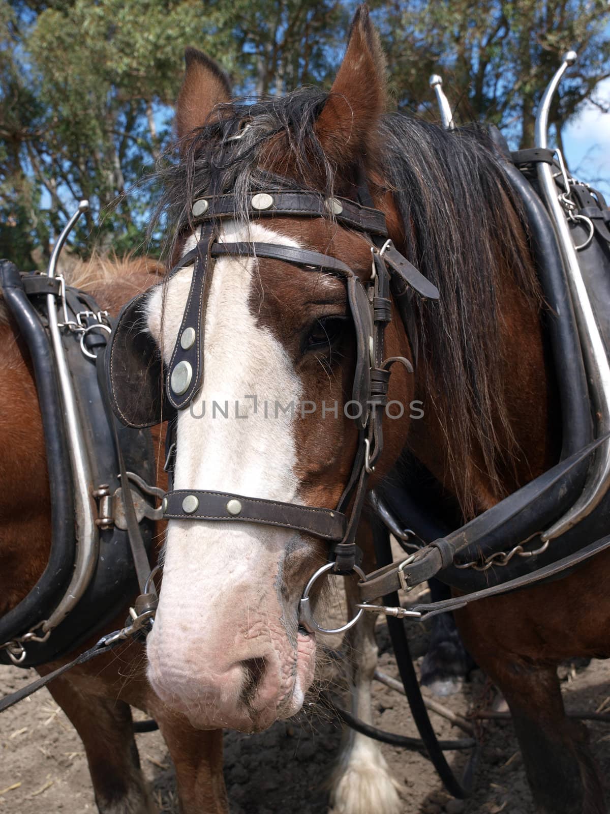 Close up of a Clydesdale in working harness        