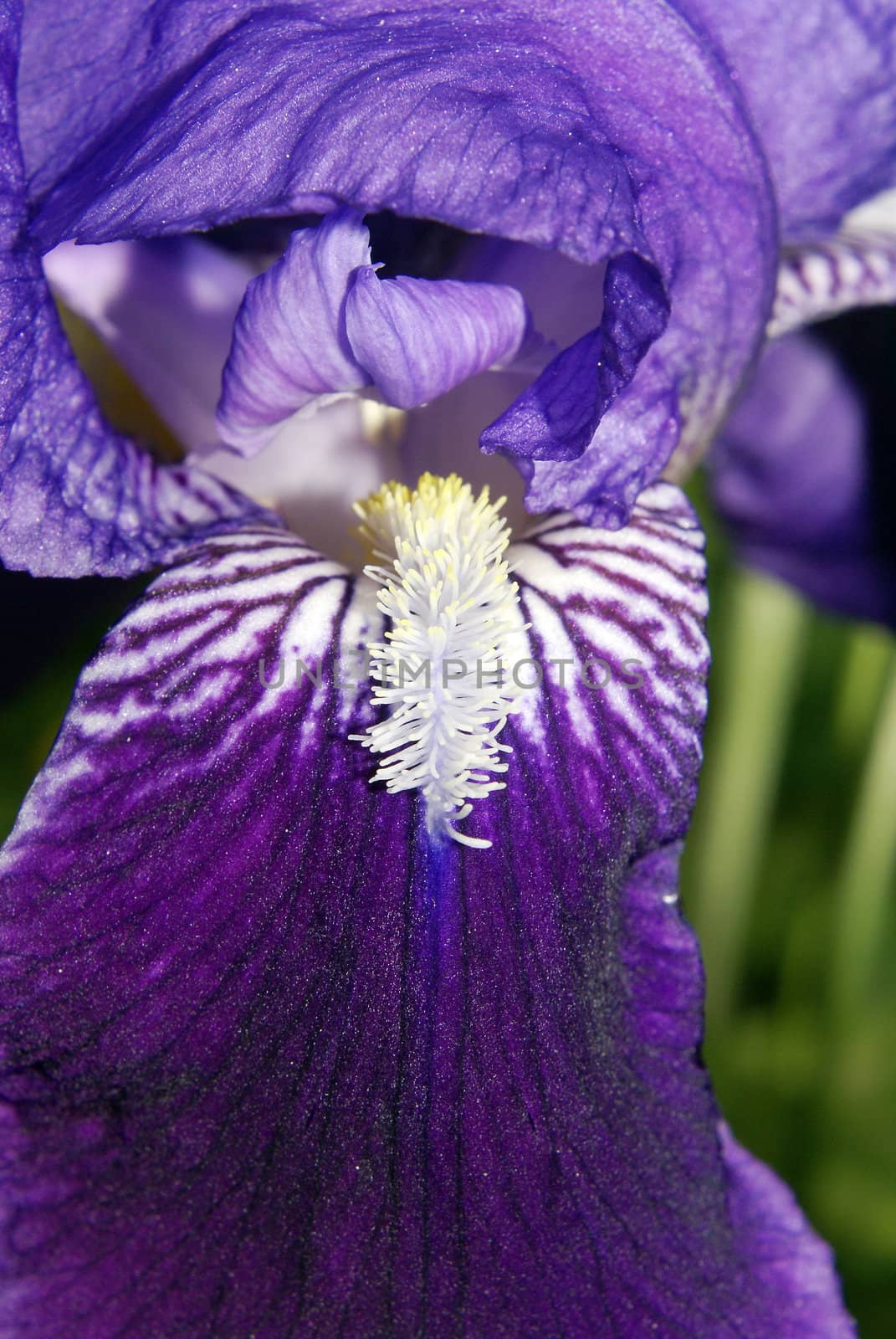 Closeup shot of a beautiful purple iris.