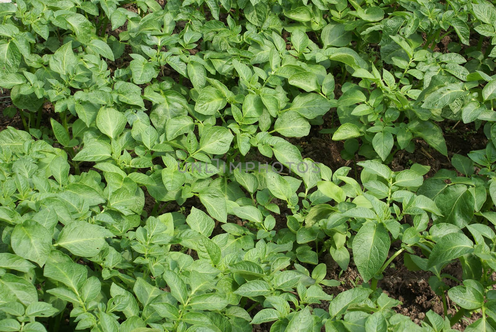 Green potato plants growing on a field.