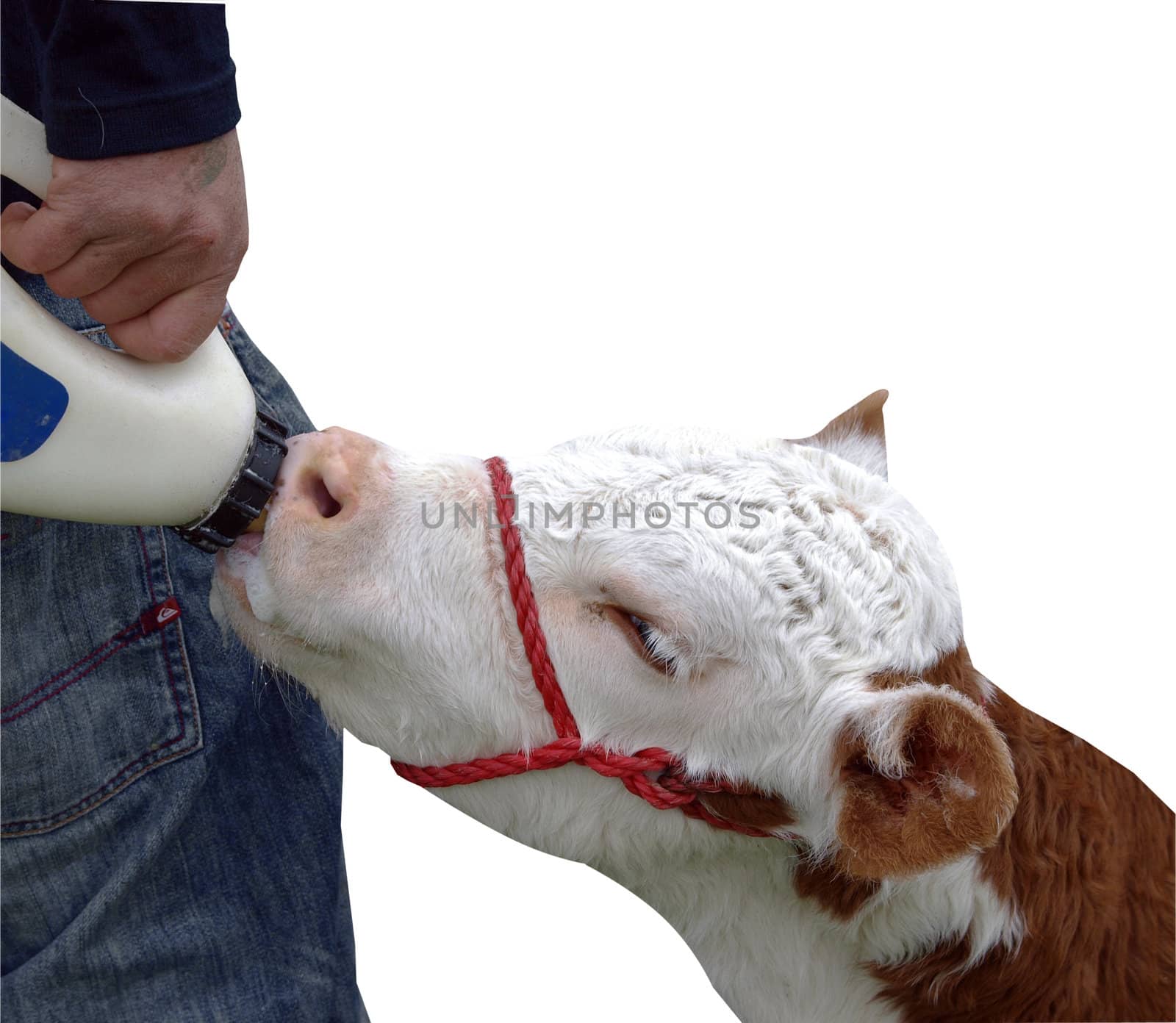 Hereford Calf by MargoJH