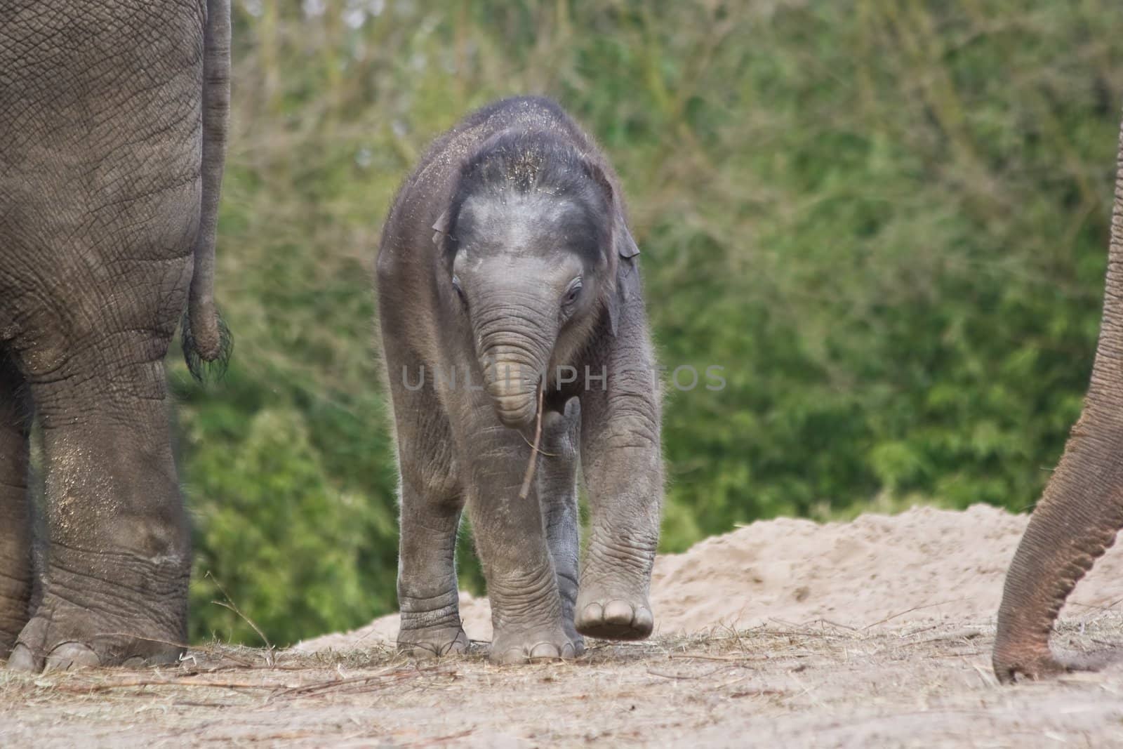 New born female asian elephant playing with small stick