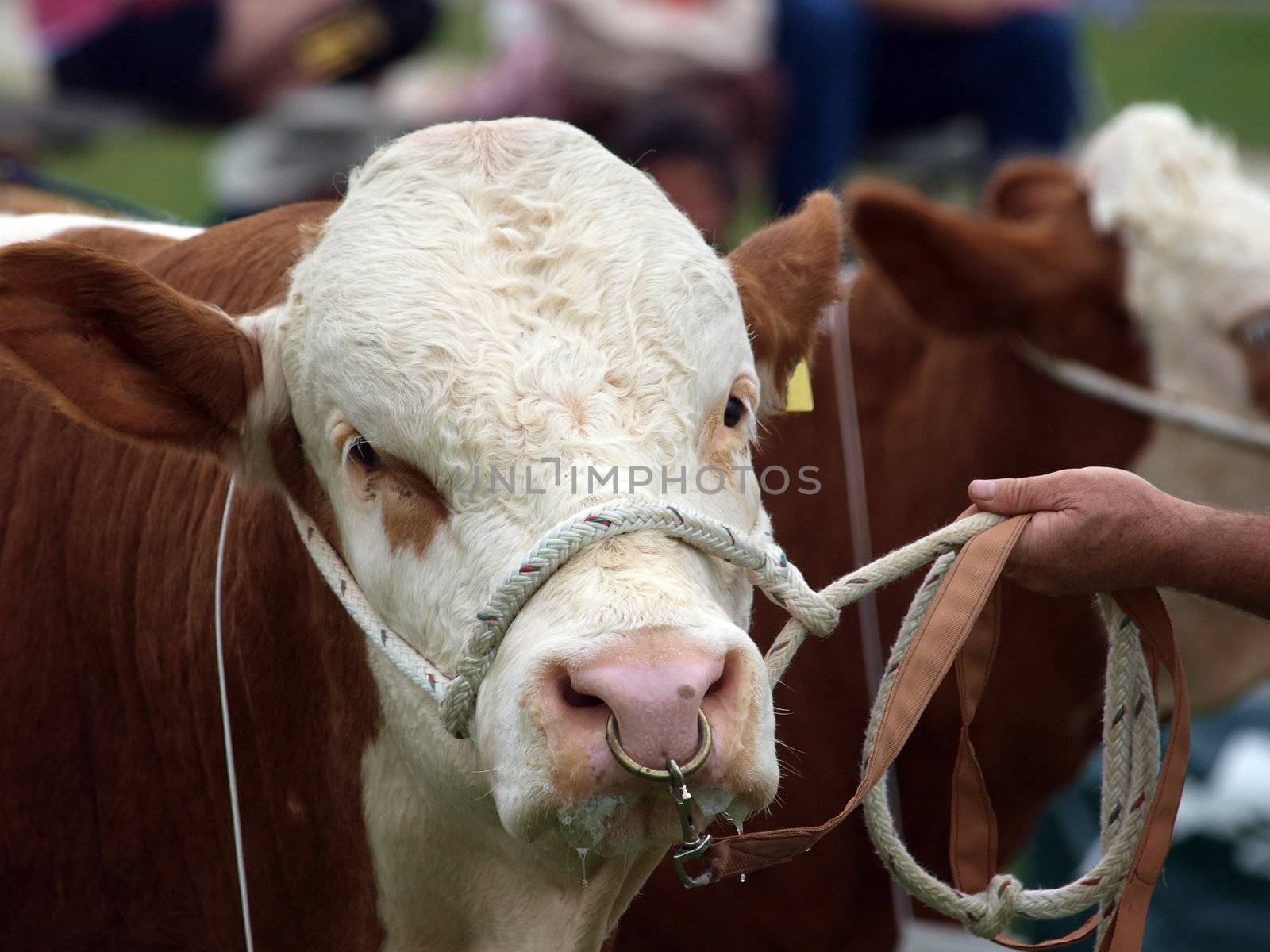 Polled Hereford Bull with Rope Halter & nose ring      