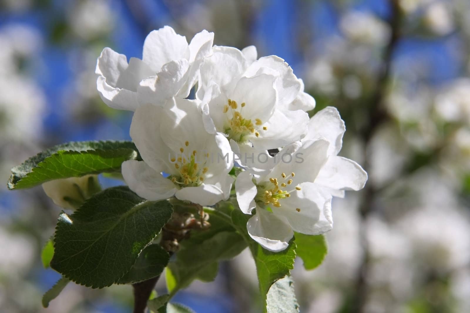 Branch of a blossoming apple-tree close up