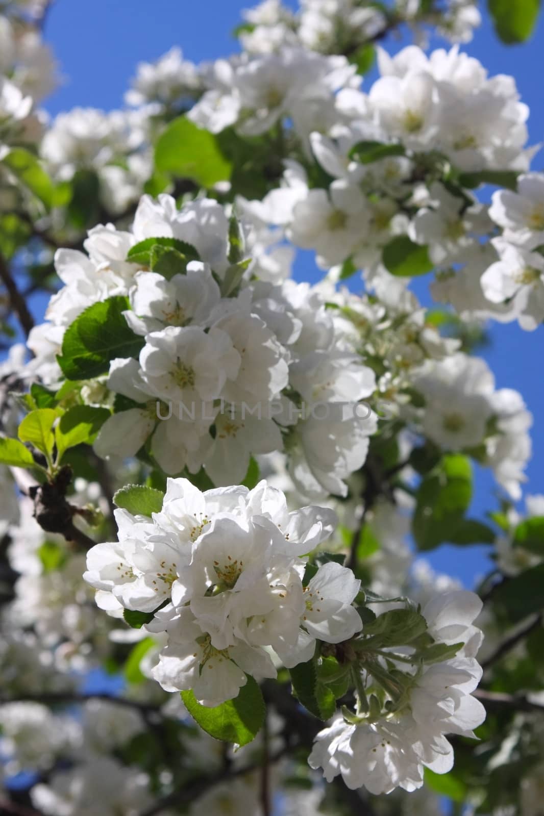 Branch of a blossoming apple-tree close up