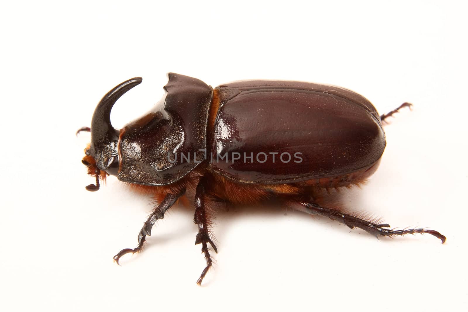 Bug-rhinoceros on a white background