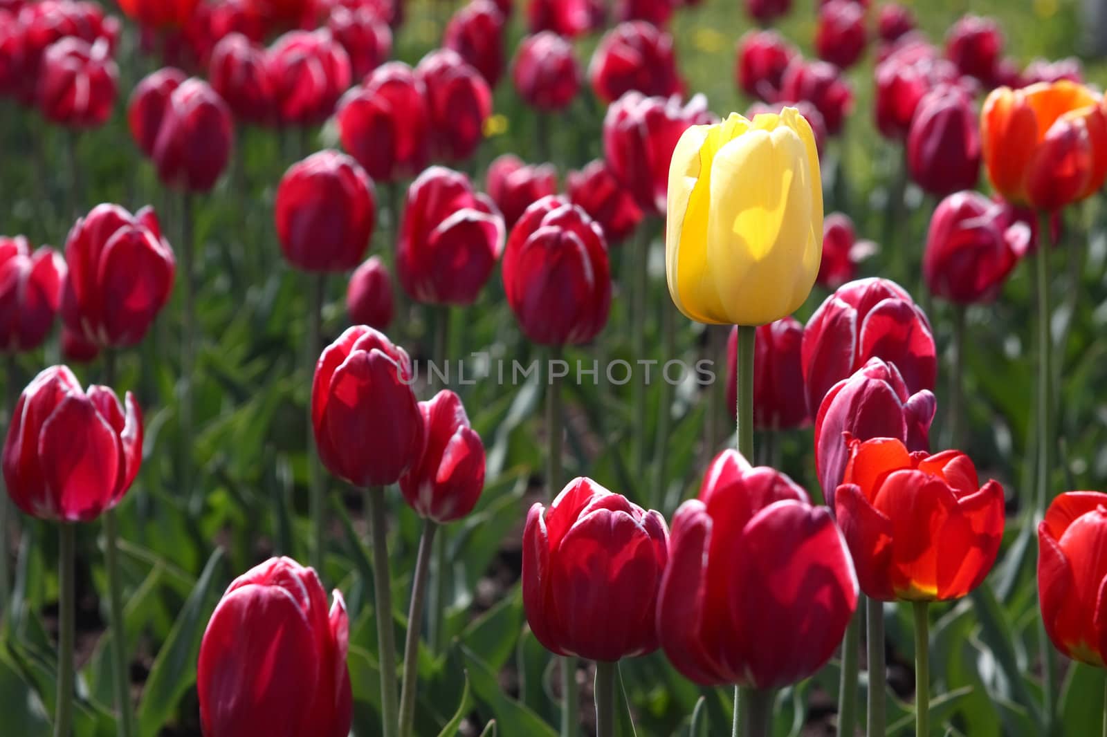 Many blossoming tulips on a bed