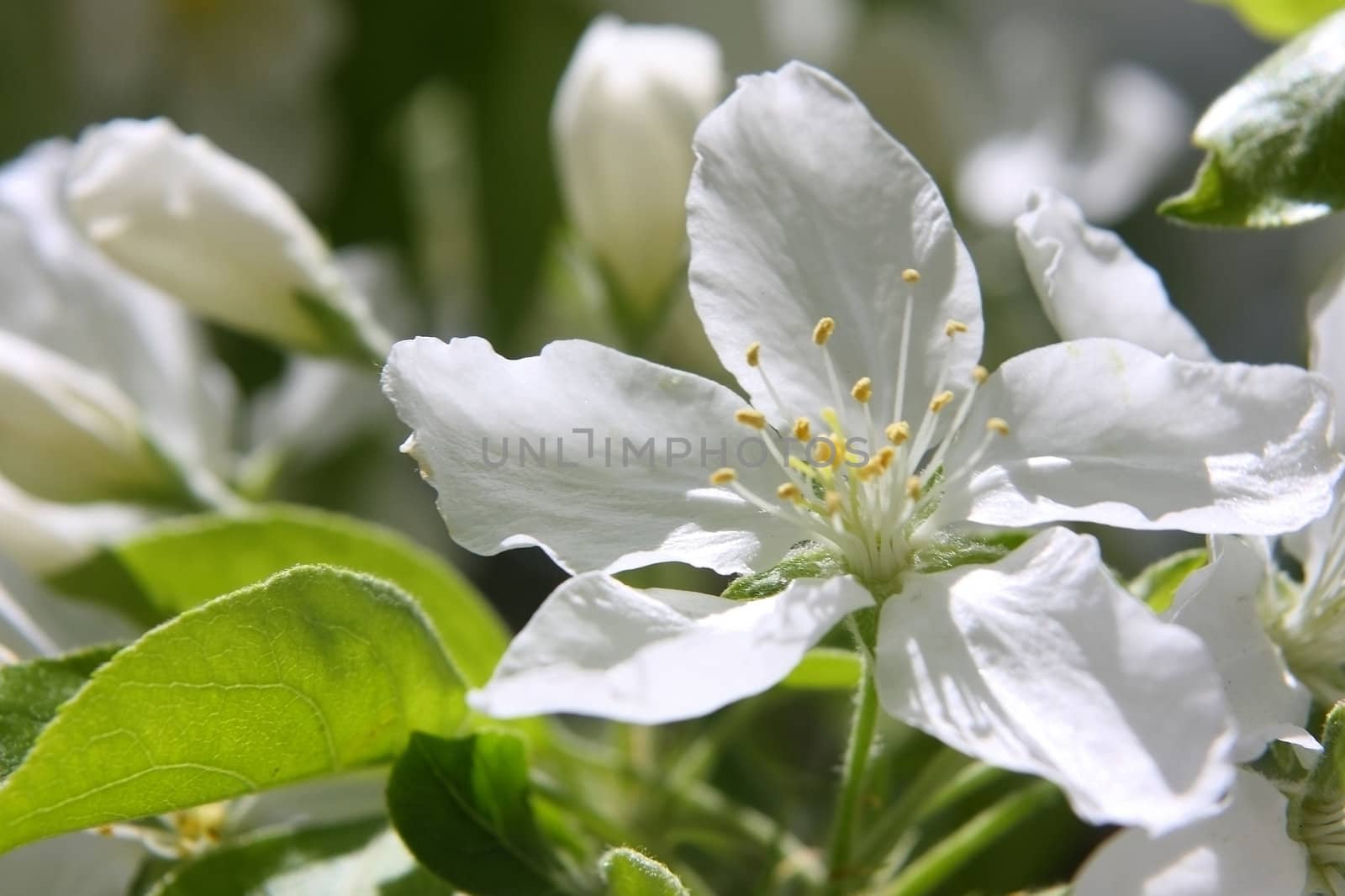 Blossoming branch of an apple-tree