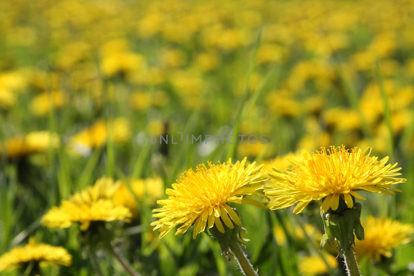 Blossoming dandelions on a lawn in a city