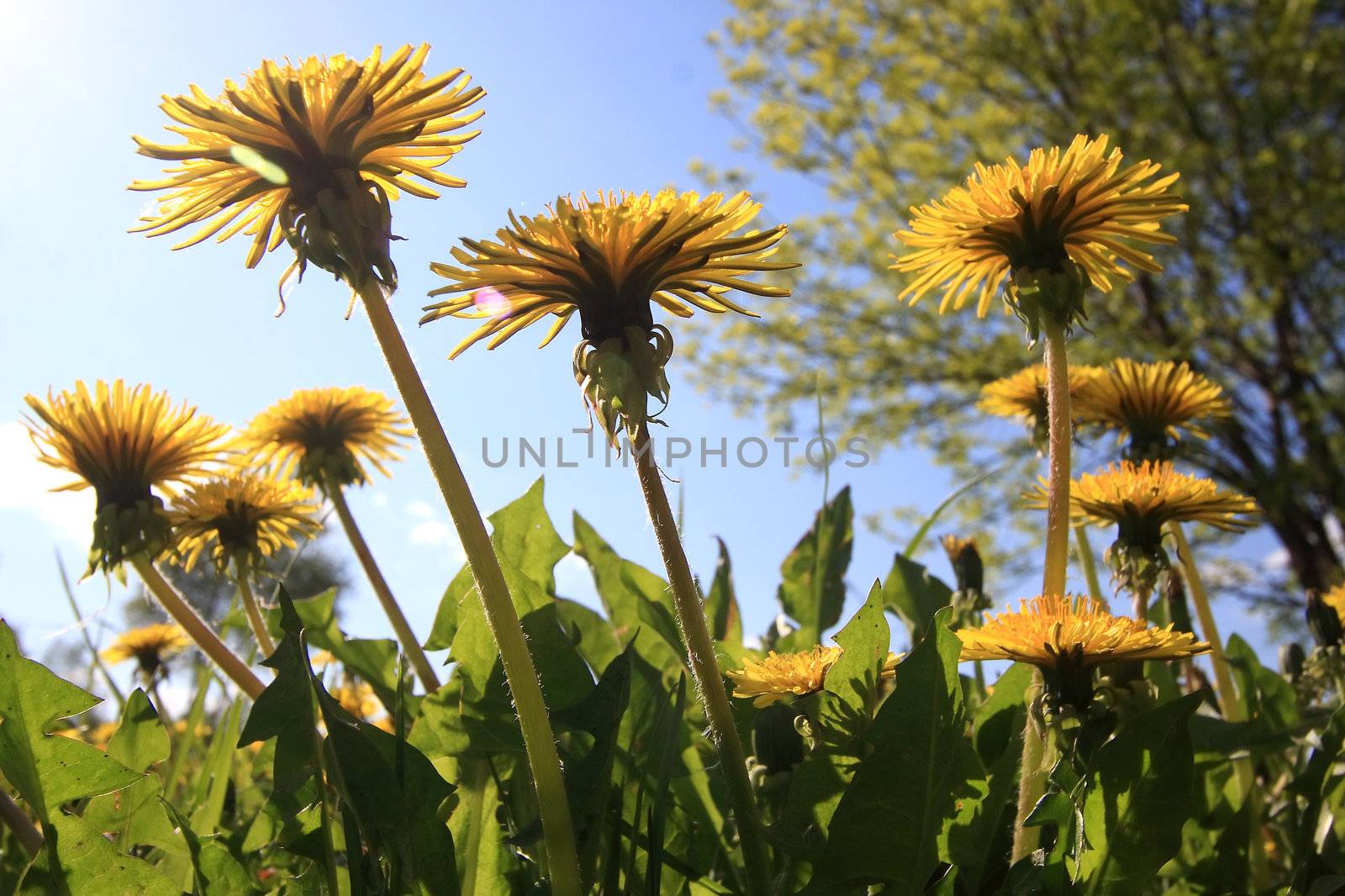 Blossoming dandelions on a lawn in a city