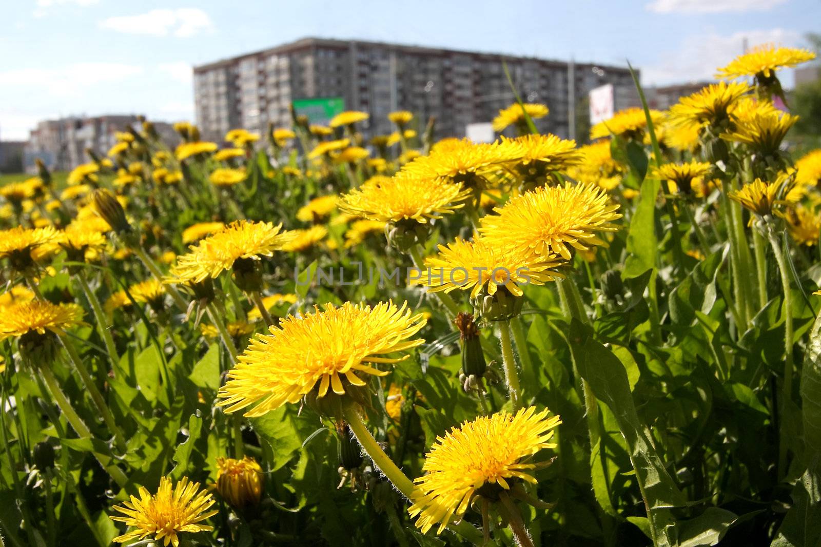 Blossoming dandelions on a lawn in a city