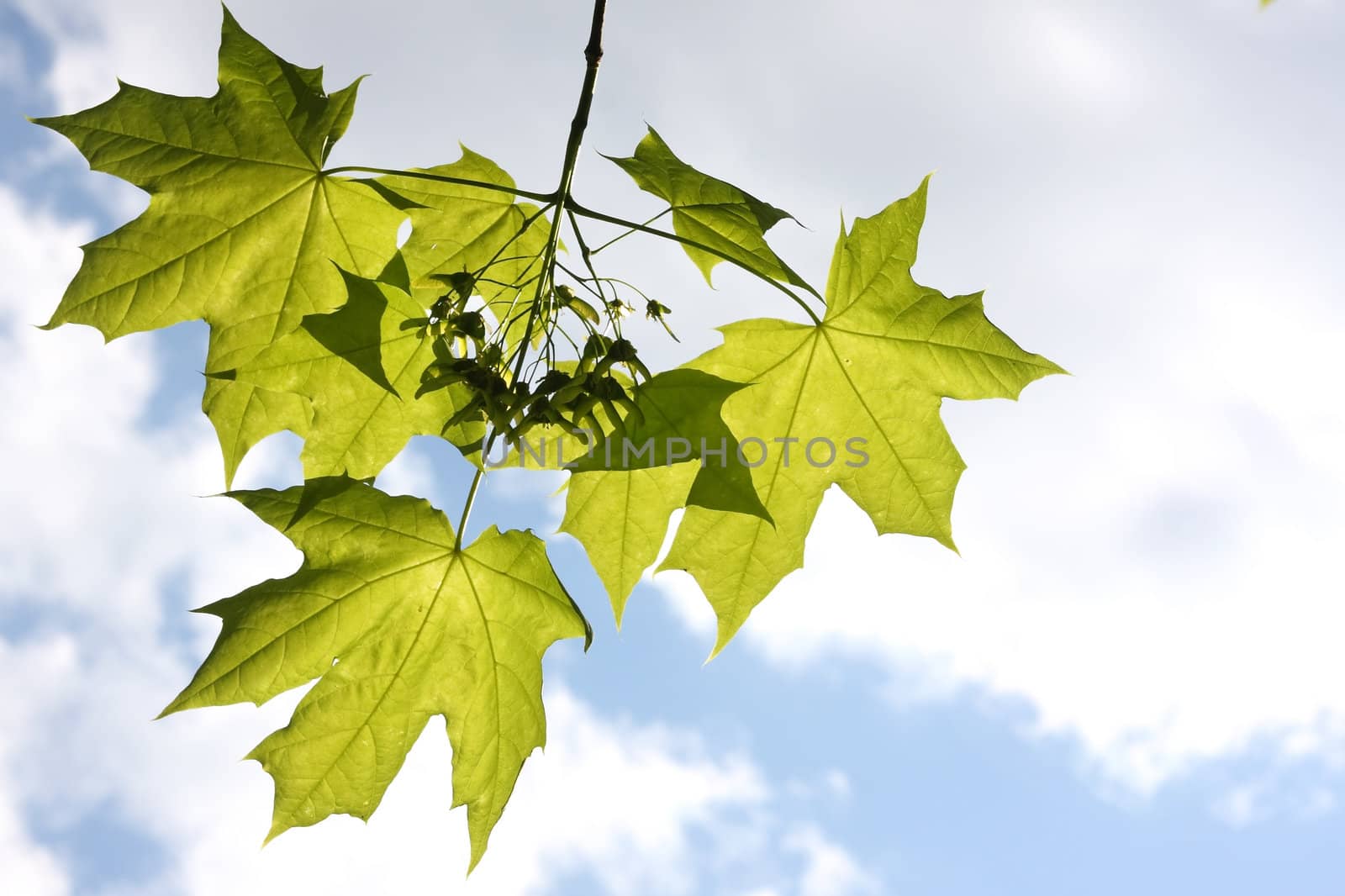 Young green leaves against the sky