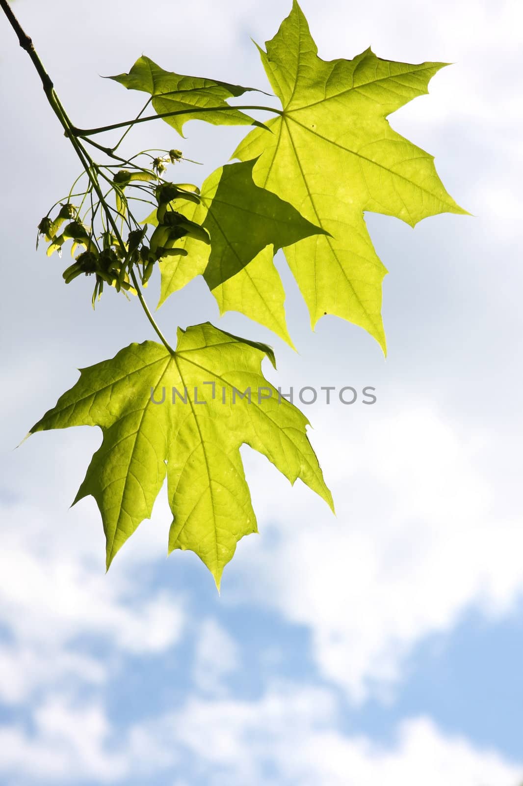 Young green leaves against the sky