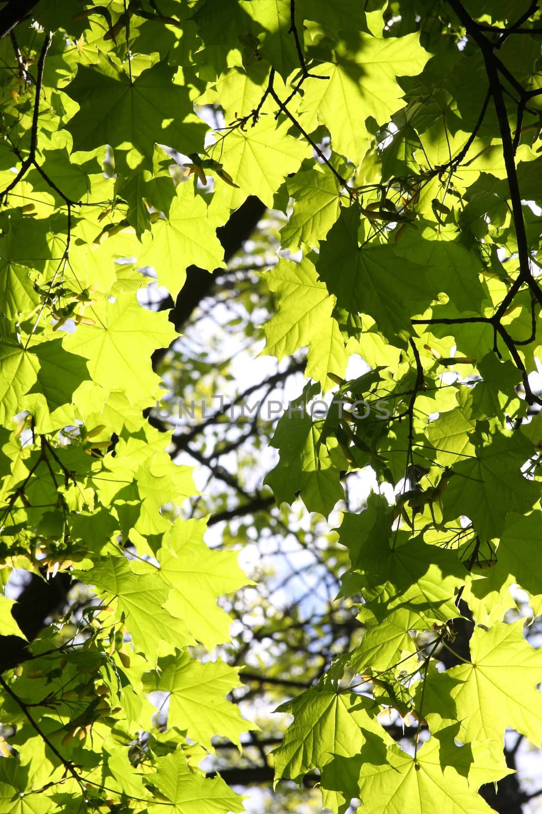 Young green leaves against the sky