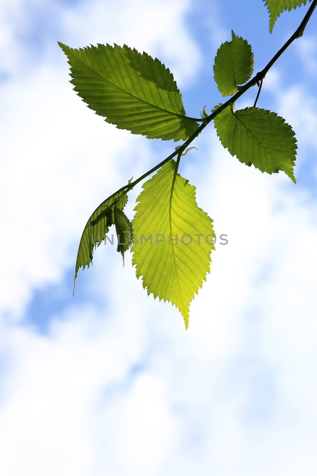 Young green leaves against the sky