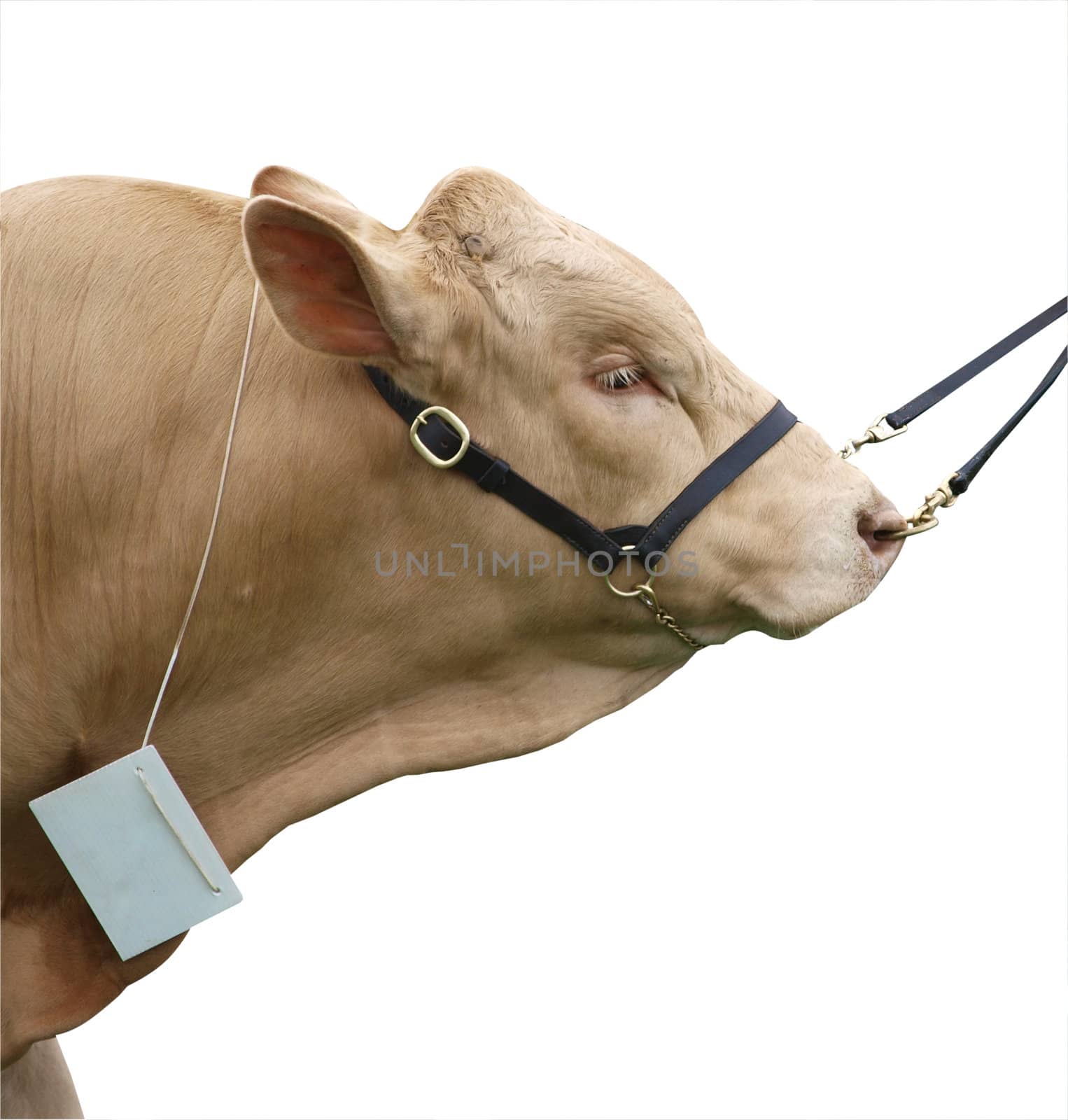 Gelbvieh Bull isolated with clipping path        