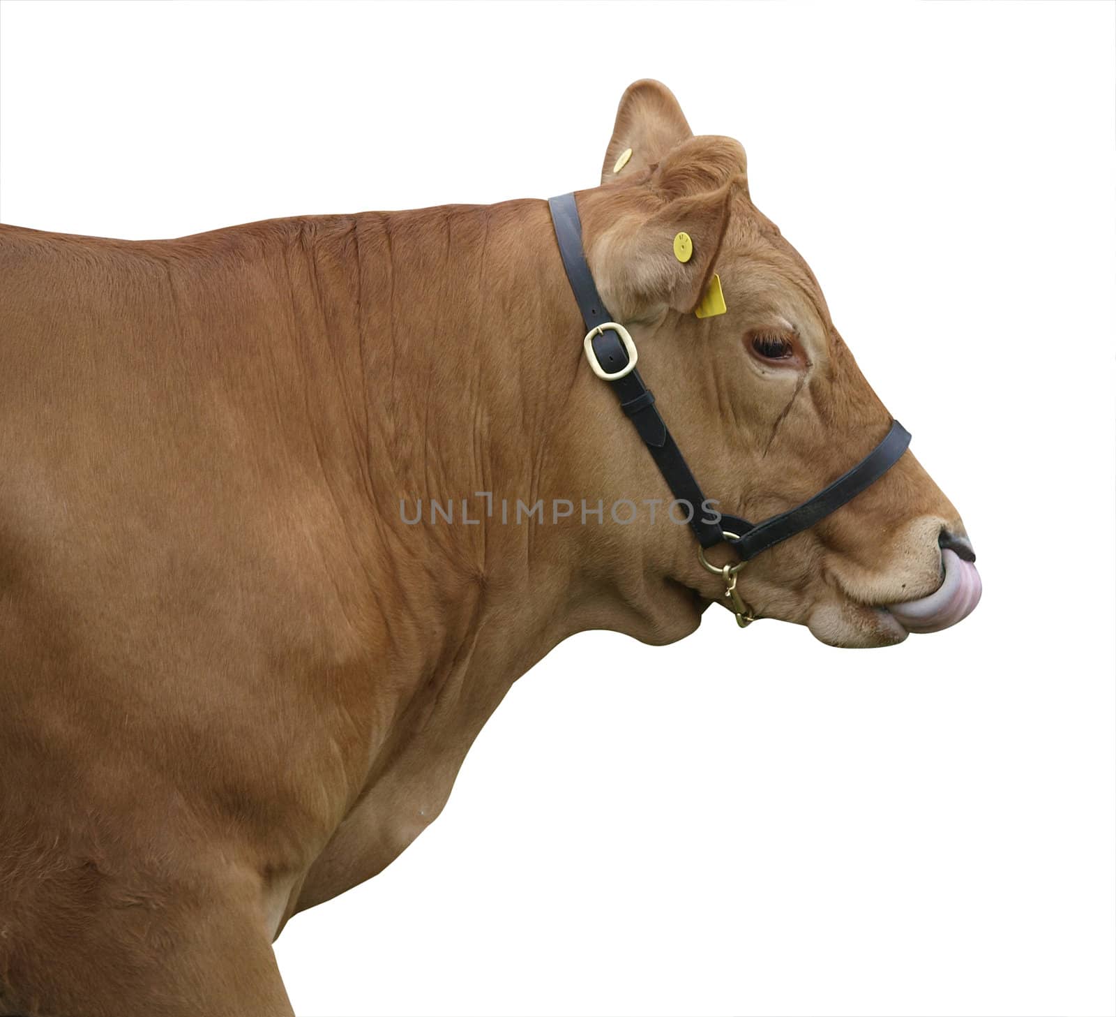 Gelbvieh Cow licking her nose isolated with clipping path      